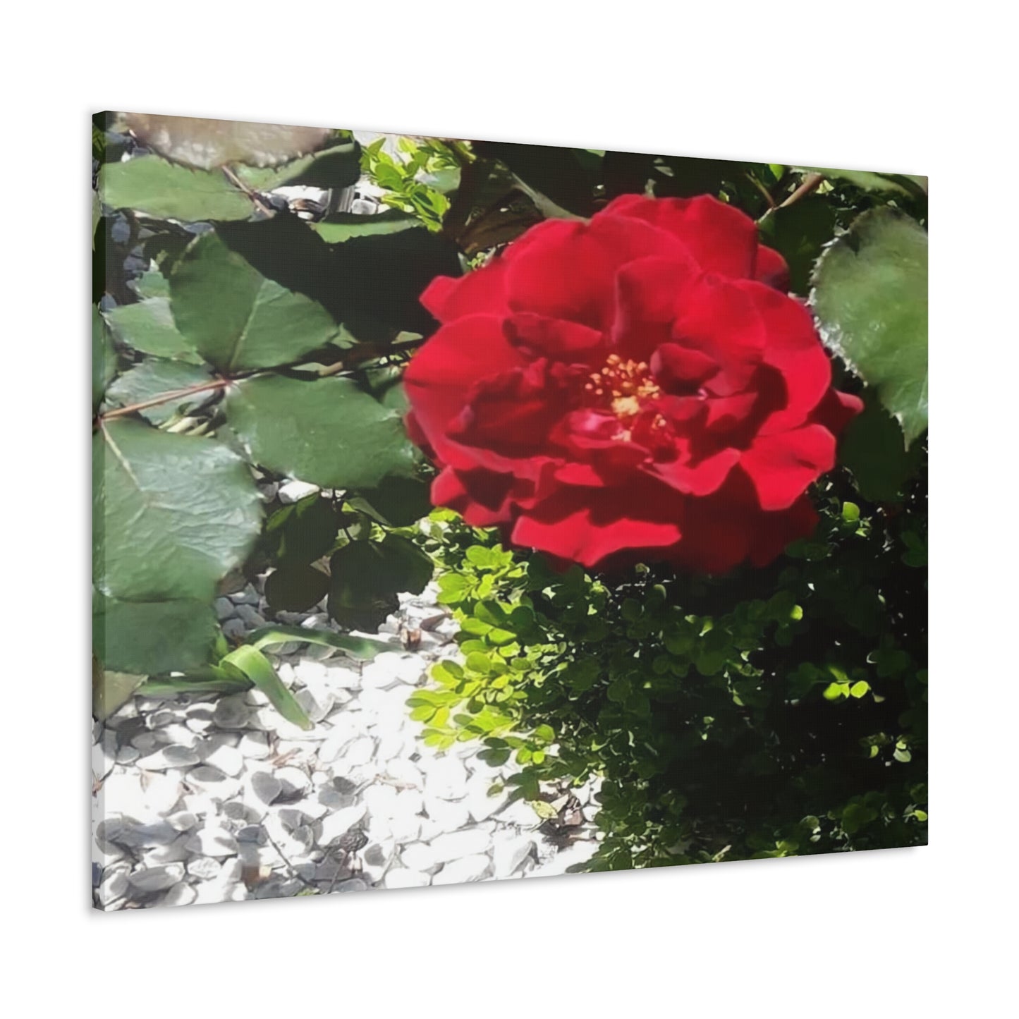 Europeana Red Rose | Wall Art Print | High Bloom Collection | Life By Ortavia