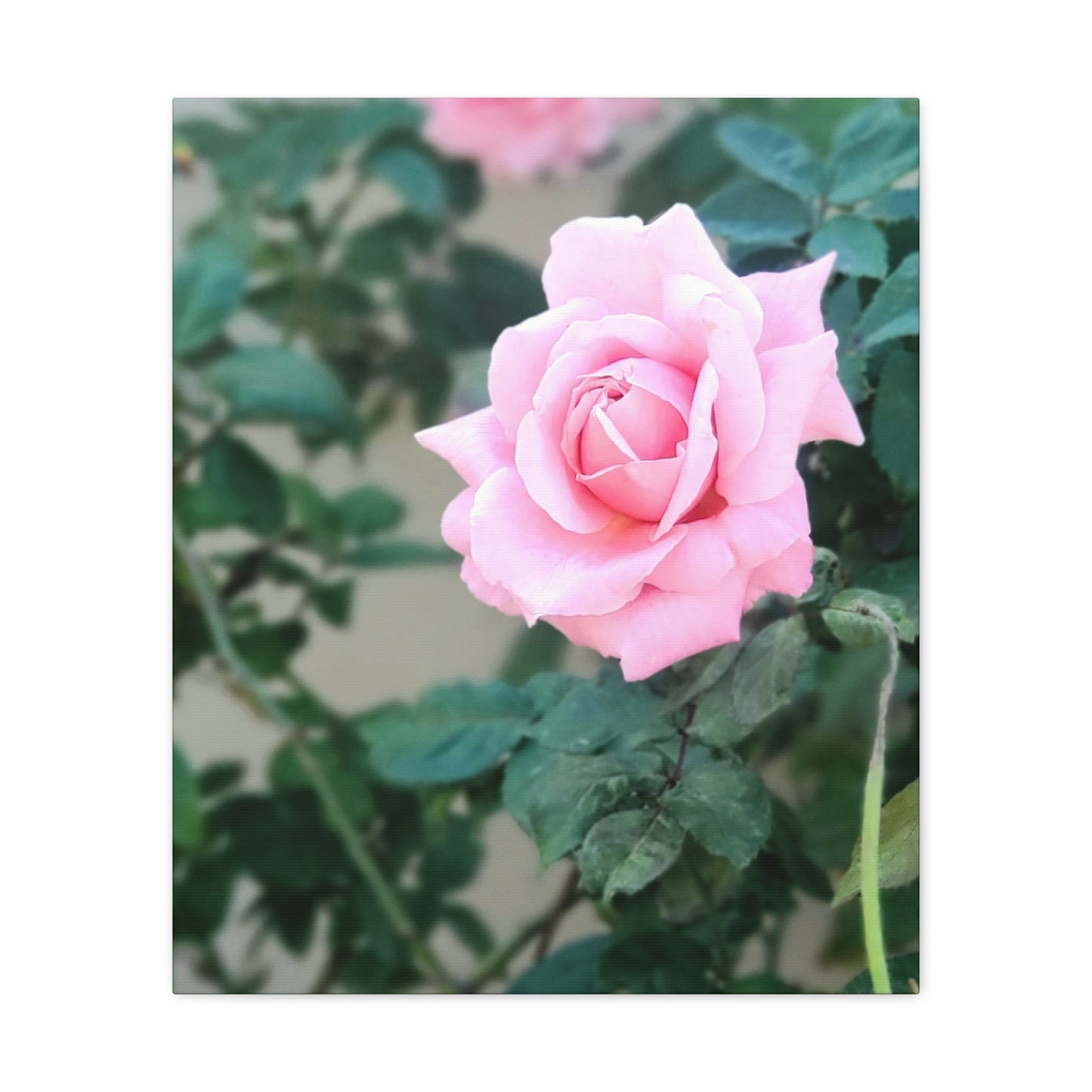 Focus on a Pink Rose | High Bloom Collection | Wall Art Print | Life By Ortavia