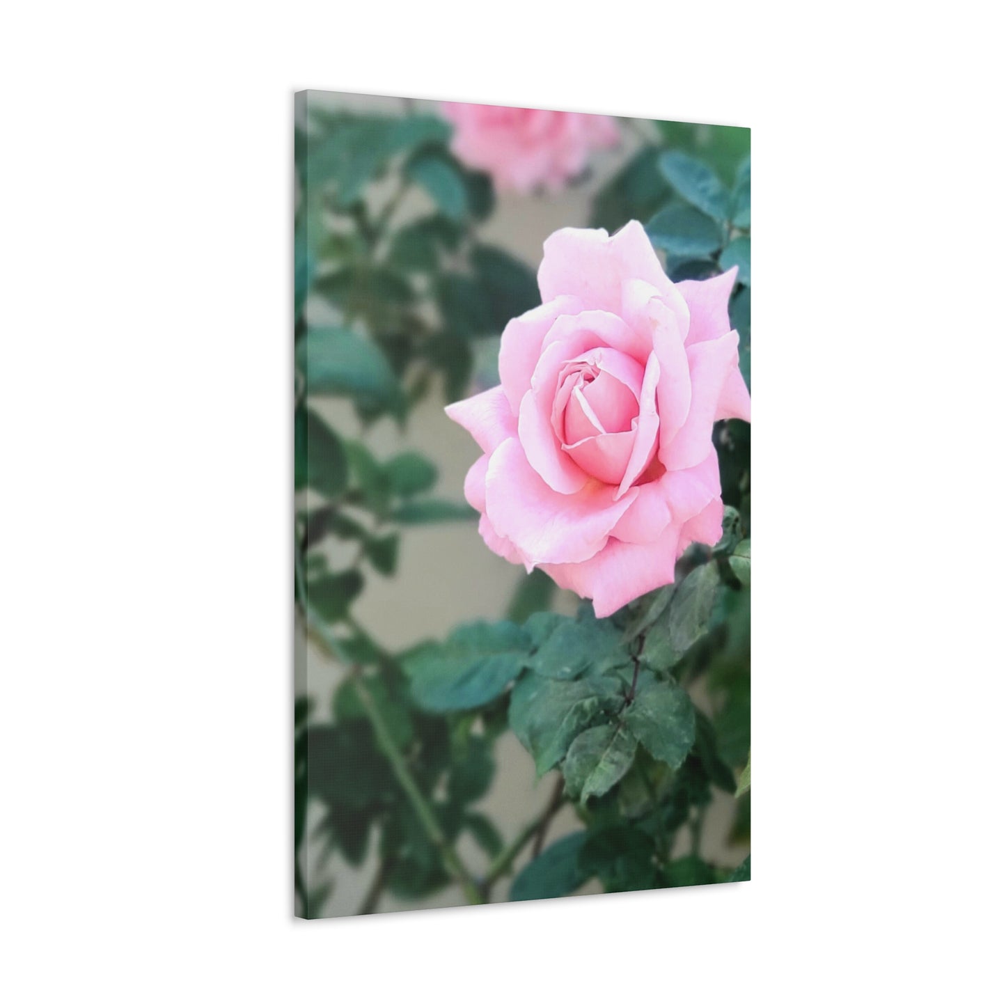 Focus on a Pink Rose | High Bloom Collection | Wall Art Print | Life By Ortavia