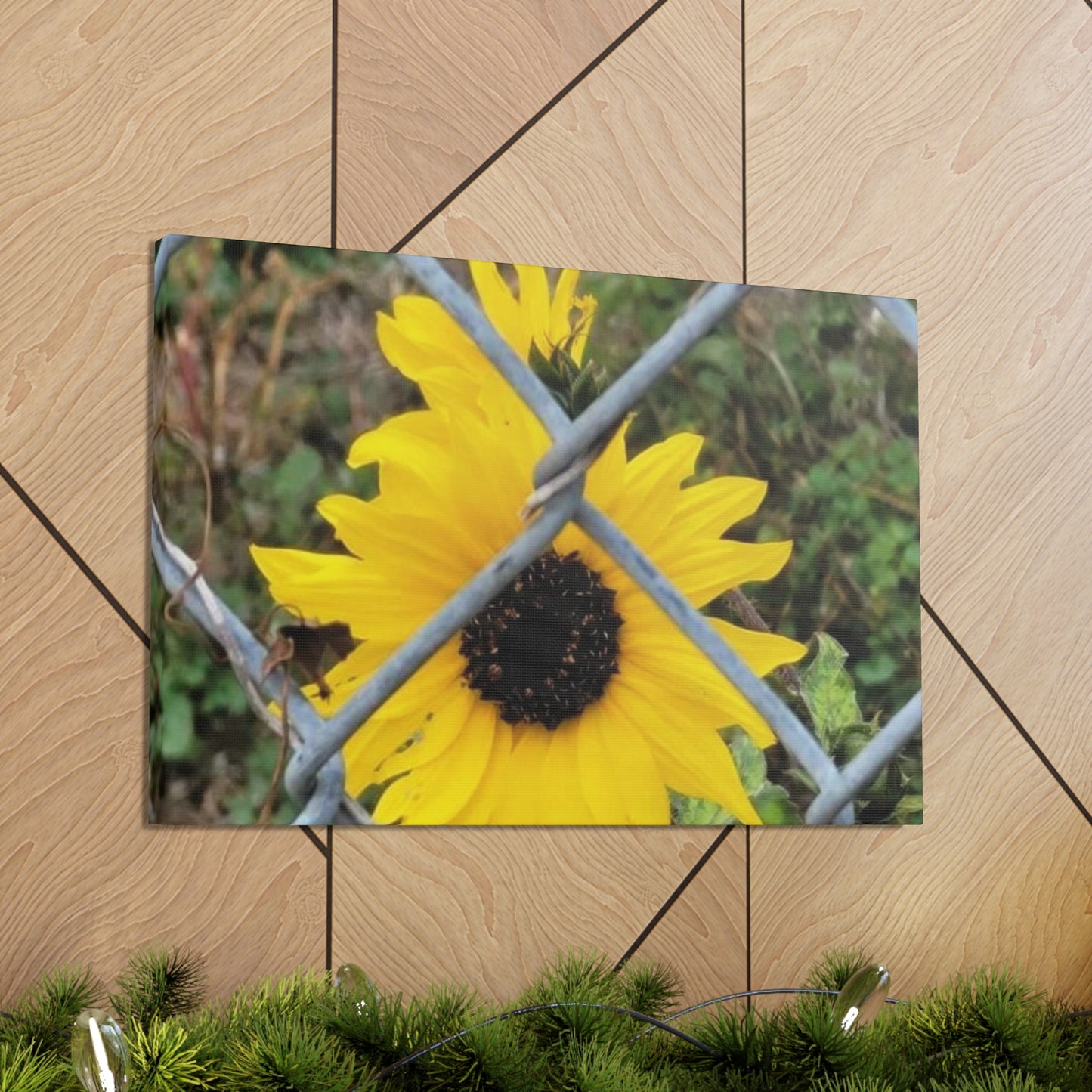 Sunflower Behind A Fence Canvas Gallery Wraps