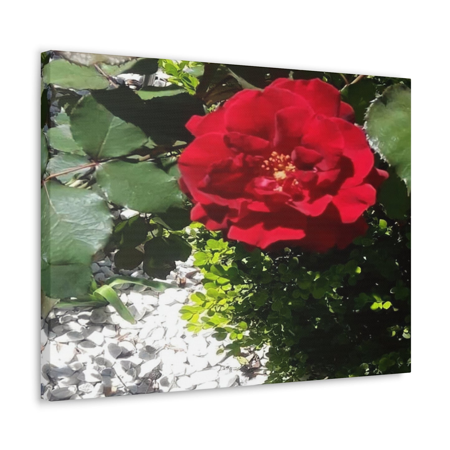 Europeana Red Rose | Wall Art Print | High Bloom Collection | Life By Ortavia