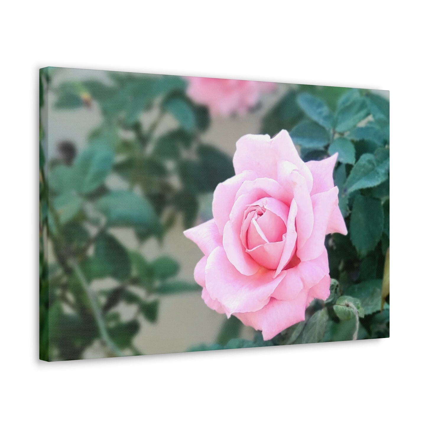 Focus on a Pink Rose | High Bloom Collection | Wall Art Print | Life By Ortavia