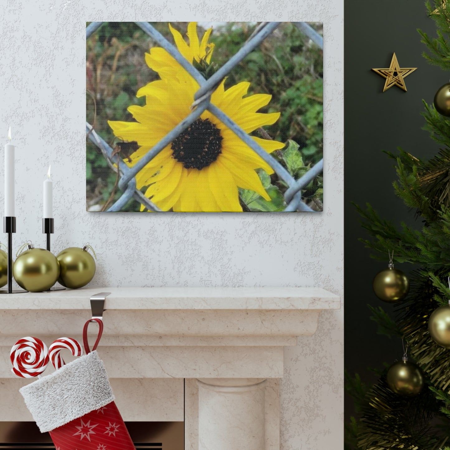 Sunflower Behind A Fence Canvas Gallery Wraps
