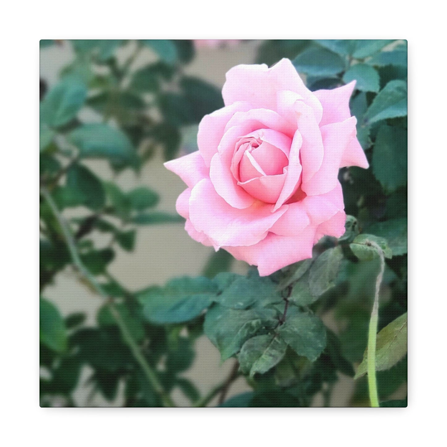 Focus on a Pink Rose | High Bloom Collection | Wall Art Print | Life By Ortavia