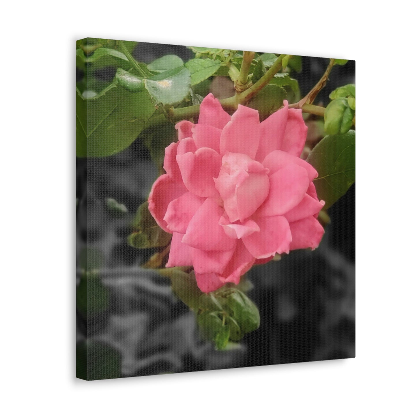 Pink Flower On A Vine | Wall Canvas | Bloom Collection
