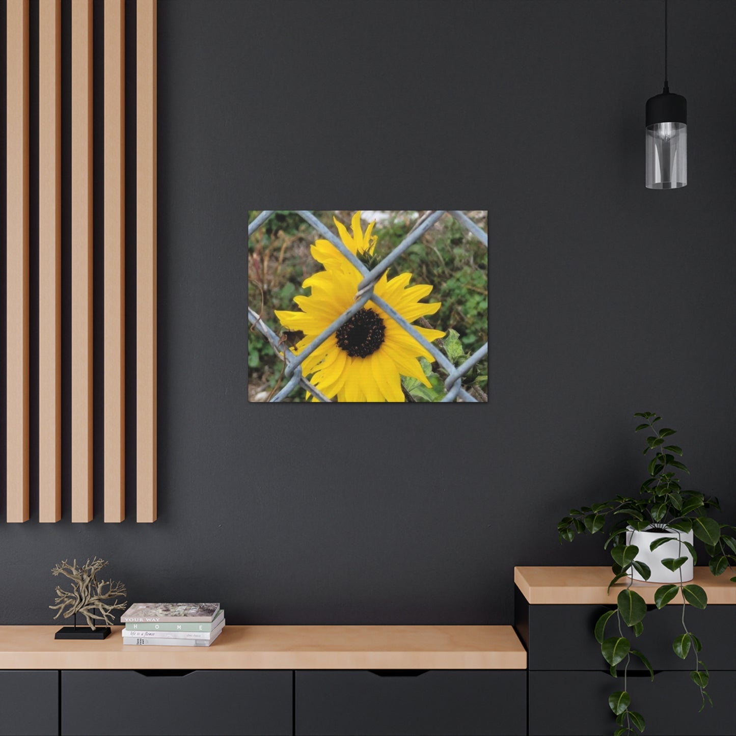 Sunflower Behind A Fence Canvas Gallery Wraps