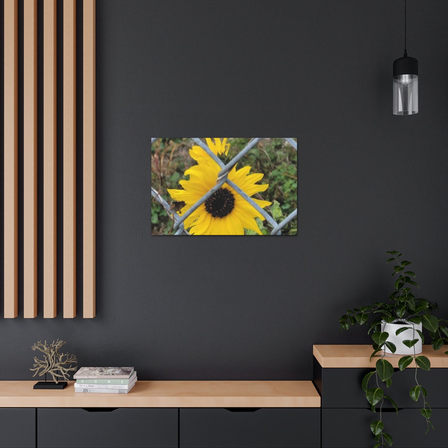 Sunflower Behind A Fence Canvas Gallery Wraps