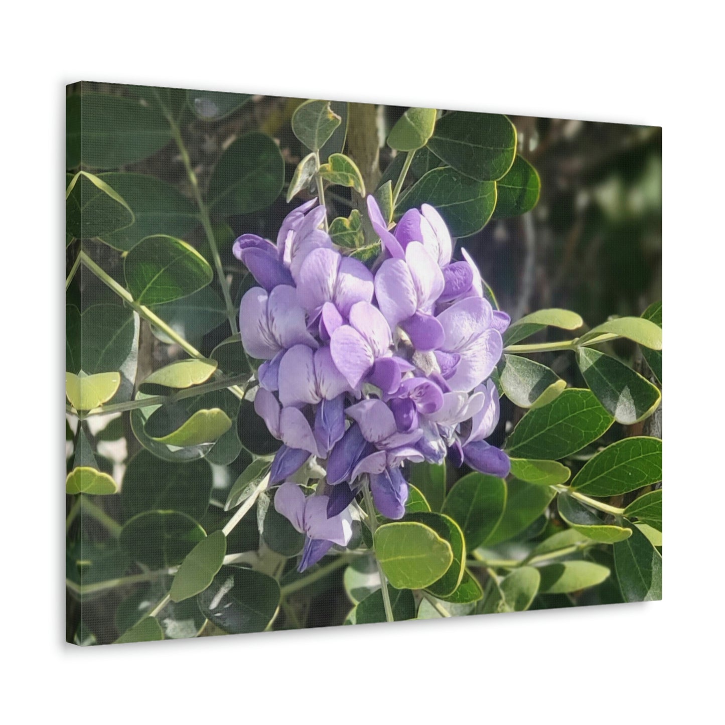 Purple Texas Mountain Laurel | Wall Art Canvas