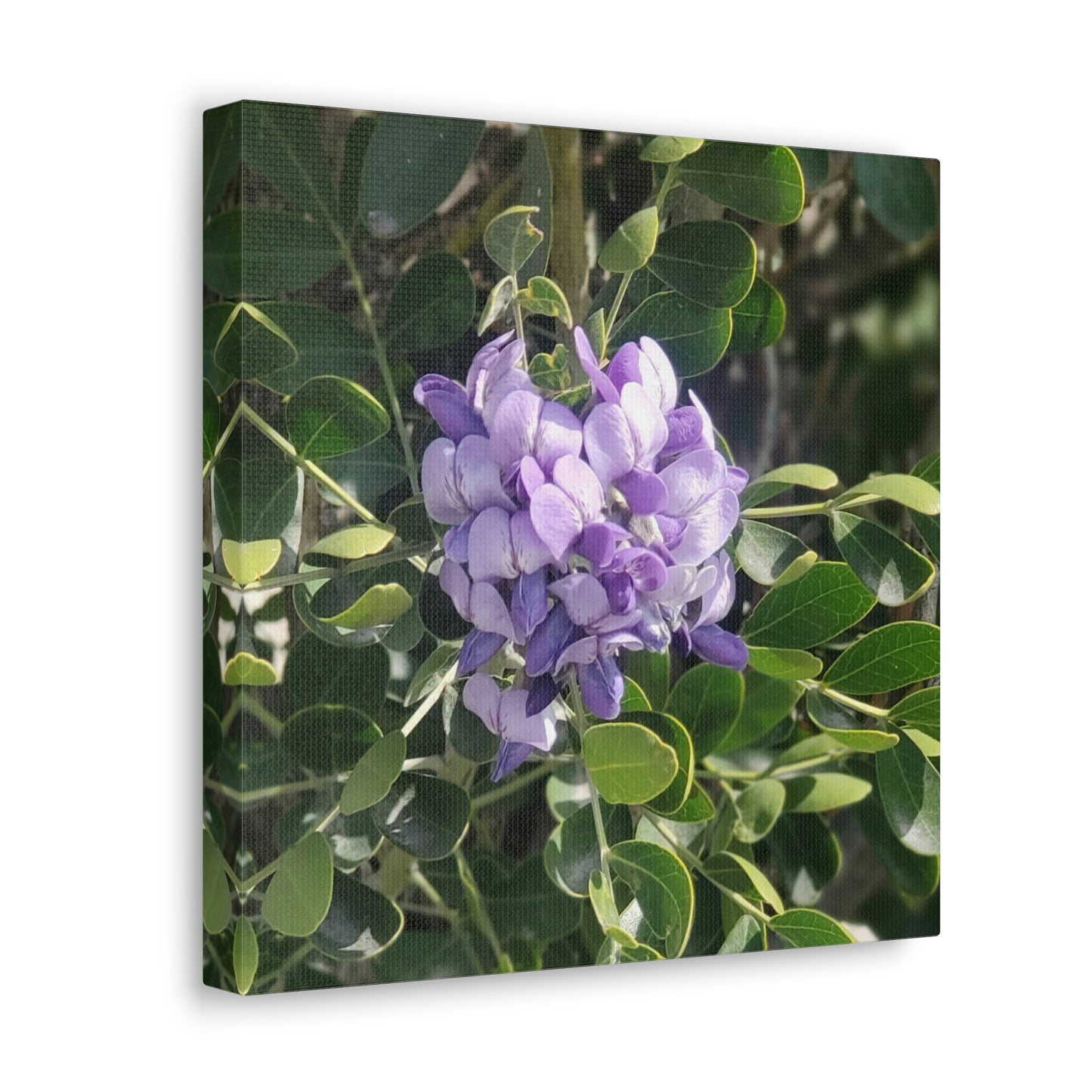 Purple Texas Mountain Laurel | Wall Art Canvas