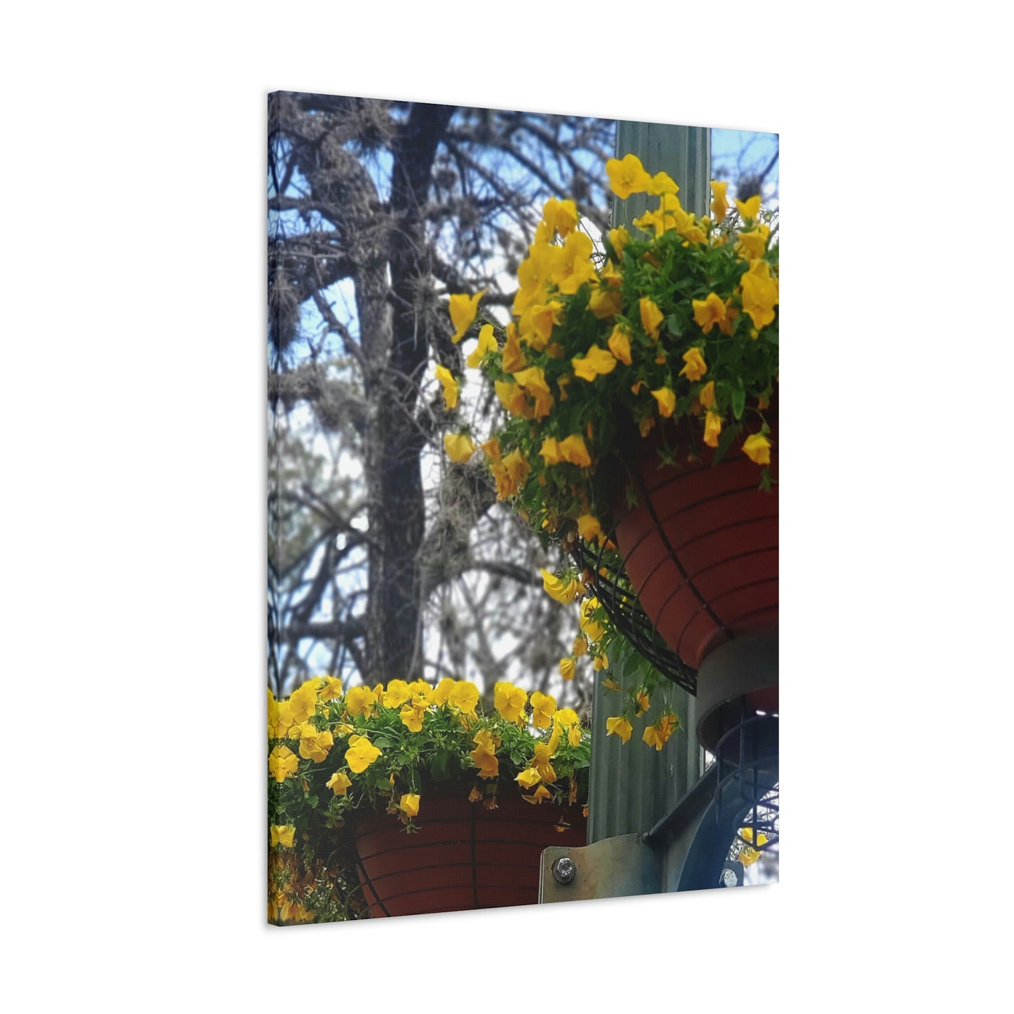 Yellow Pansies Downtown | Wall Art Canvas | High Bloom Collection | Life By Ortavia