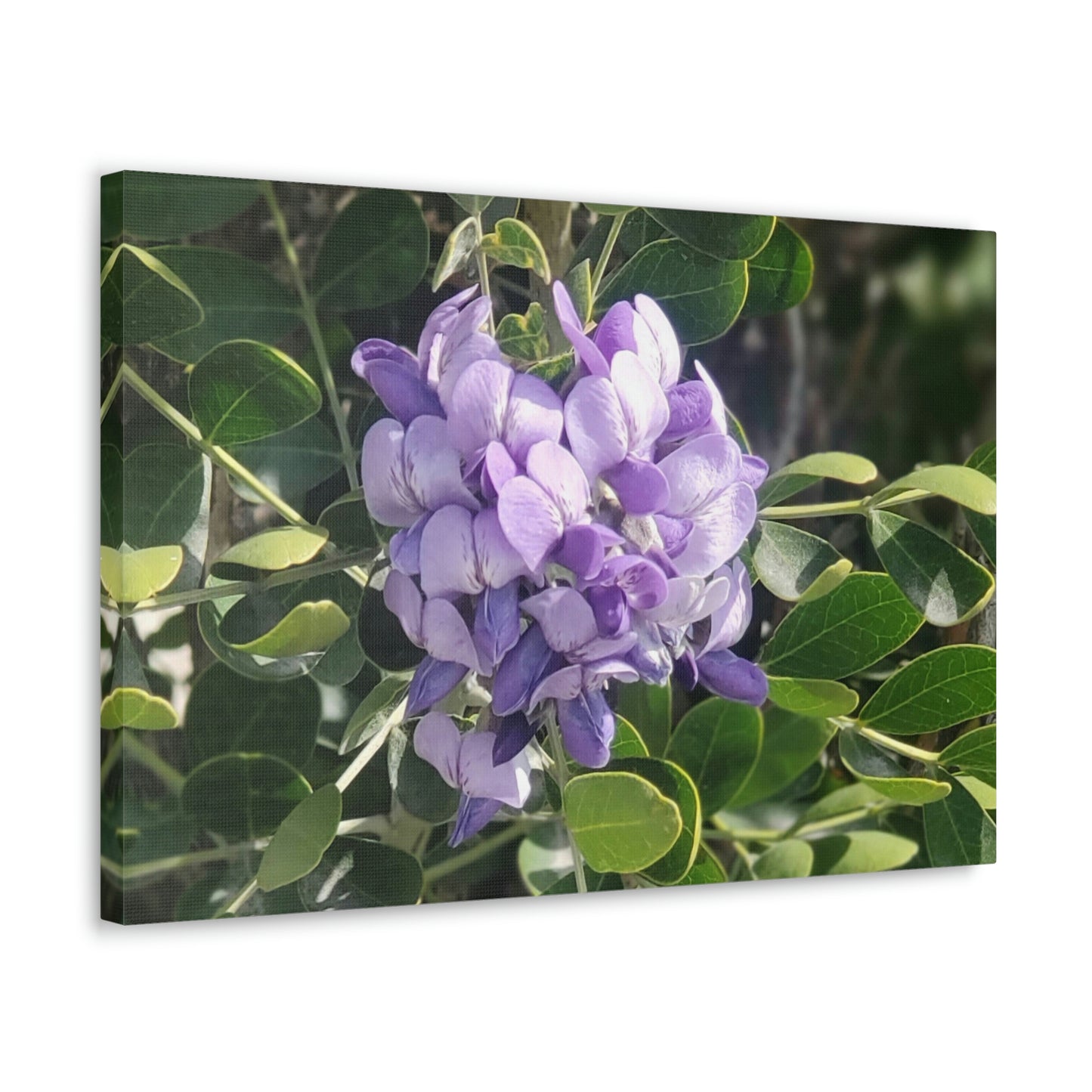 Purple Texas Mountain Laurel | Wall Art Canvas