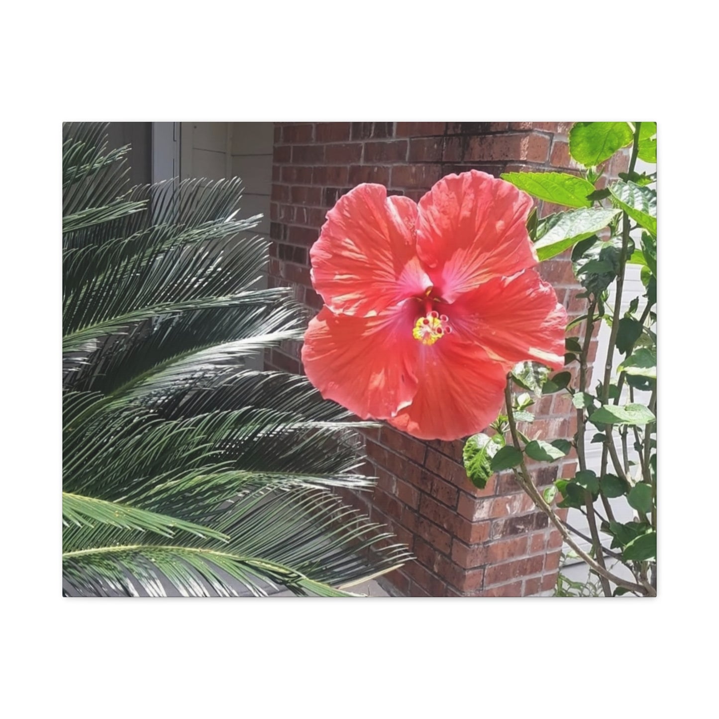 Art Prints & Wall Art, Gallery Canvas with Peach Hibiscus Flower