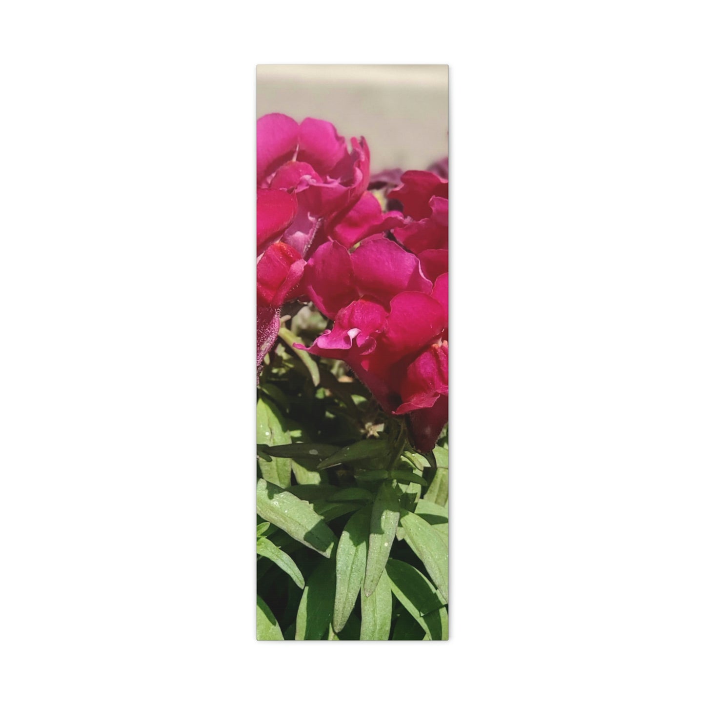 Magenta Snapdragon | Wall Art Canvas | High Bloom Collection | Life By Ortavia