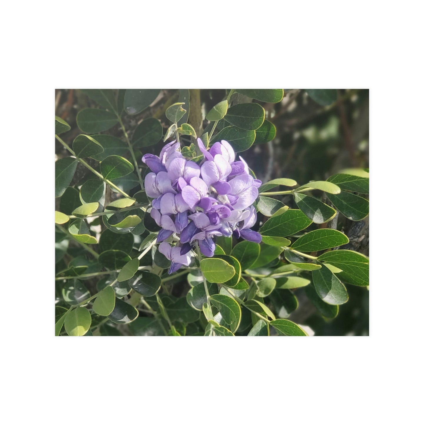 Purple Texas Mountain Laurel | Satin Posters (210gsm)