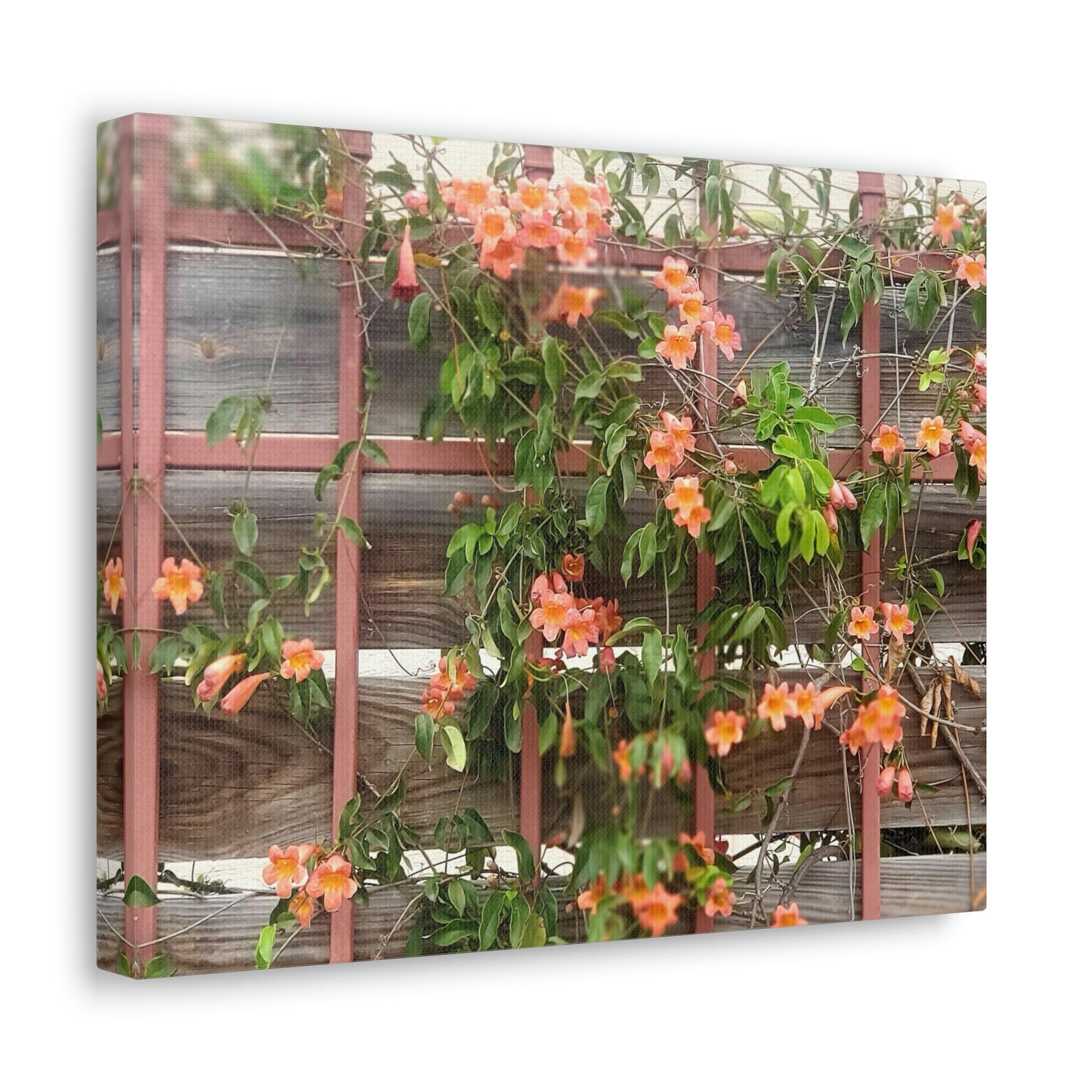 Flowers On A Rugged Fence | Wall Art Canvas | High Bloom Collection | Life By Ortavia
