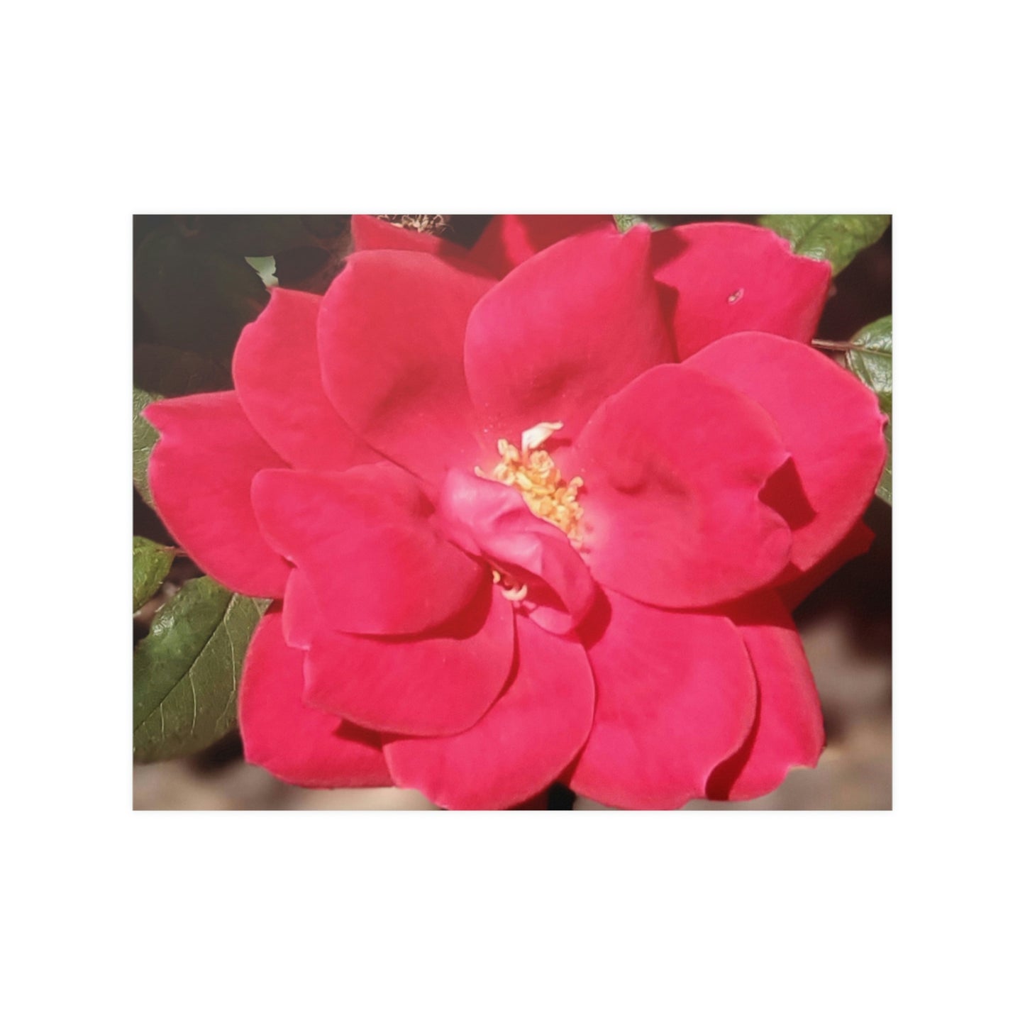Knockout | Satin Posters (210gsm) | High Bloom Collection | Life By Ortavia