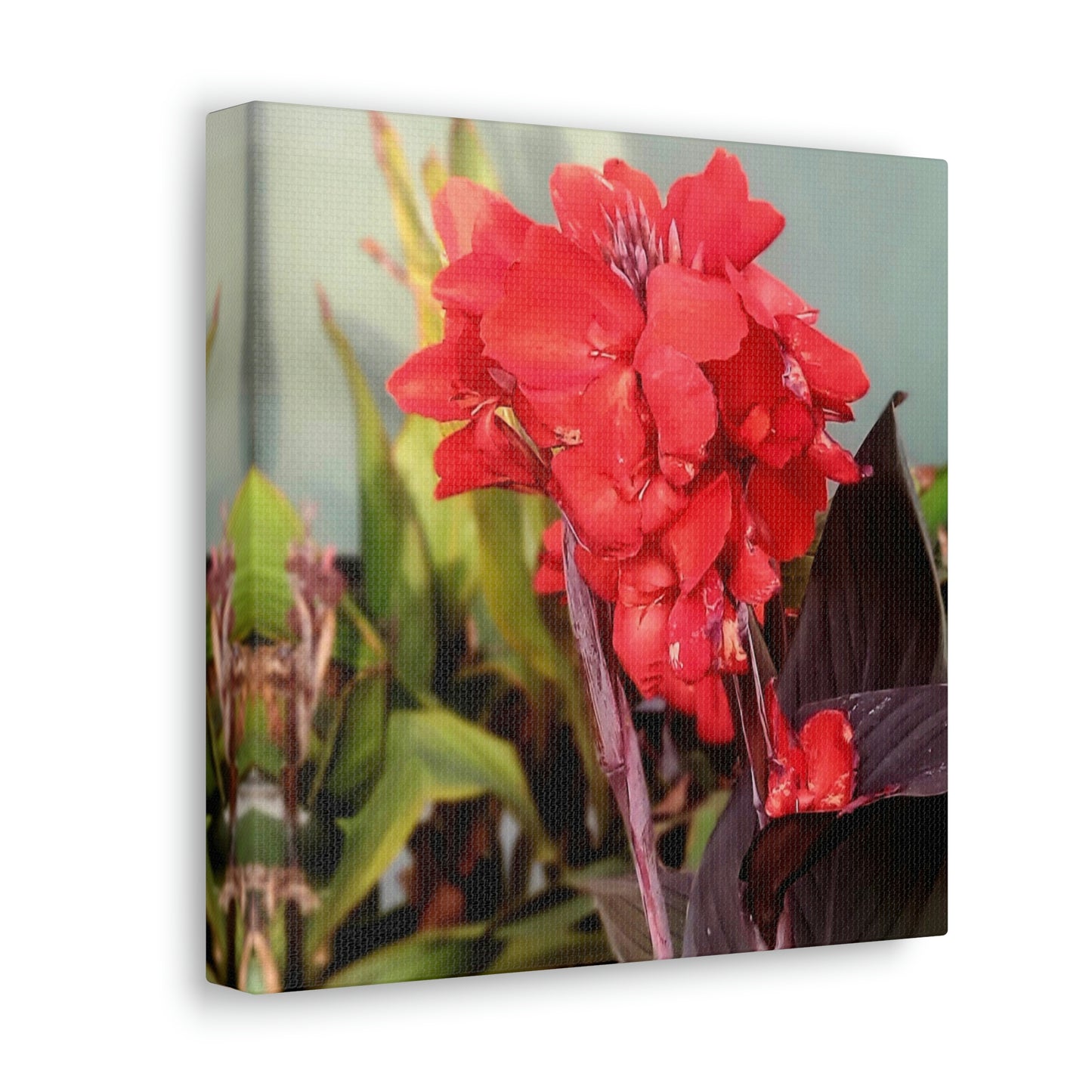Red Canna | High Bloom Collection | Wall Art Print | Life By Ortavia