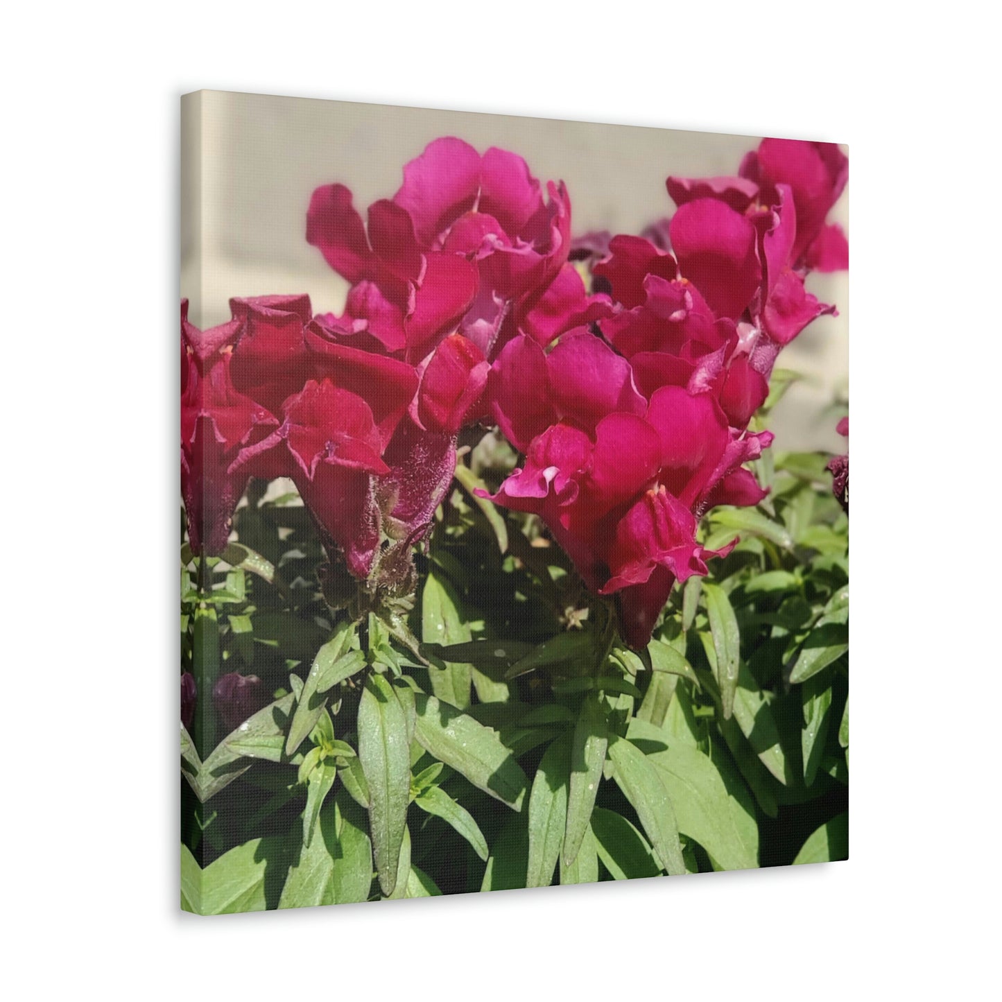 Magenta Snapdragon | Wall Art Canvas | High Bloom Collection | Life By Ortavia
