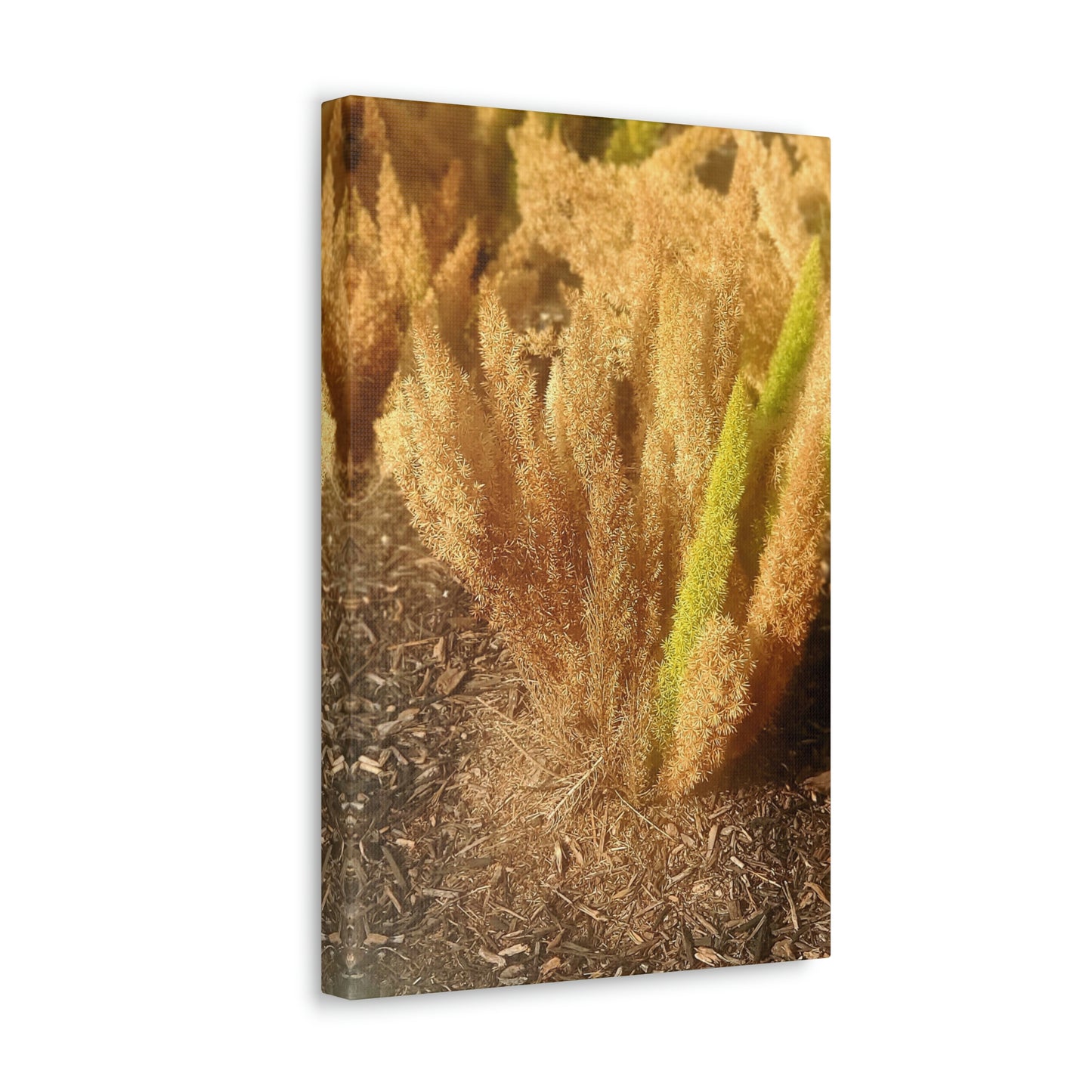 Golden Foxtail Fern | Wall Art Canvas | High Bloom Collection | Life By Ortavia