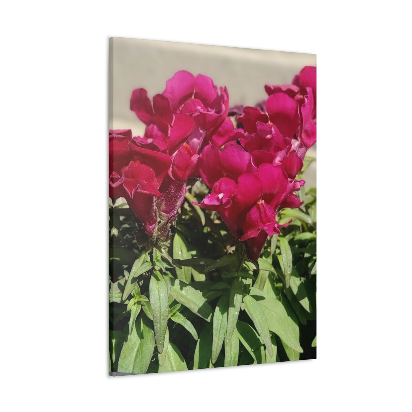 Magenta Snapdragon | Wall Art Canvas | High Bloom Collection | Life By Ortavia