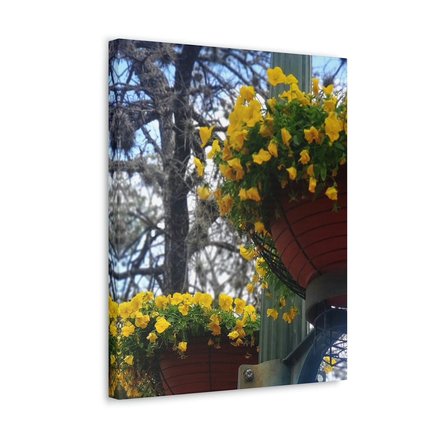 Yellow Pansies Downtown | Wall Art Canvas | High Bloom Collection | Life By Ortavia