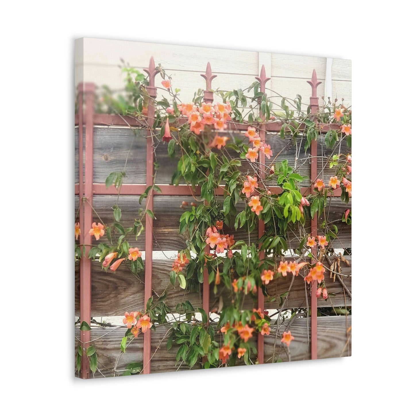 Flowers On A Rugged Fence | Wall Art Canvas | High Bloom Collection | Life By Ortavia