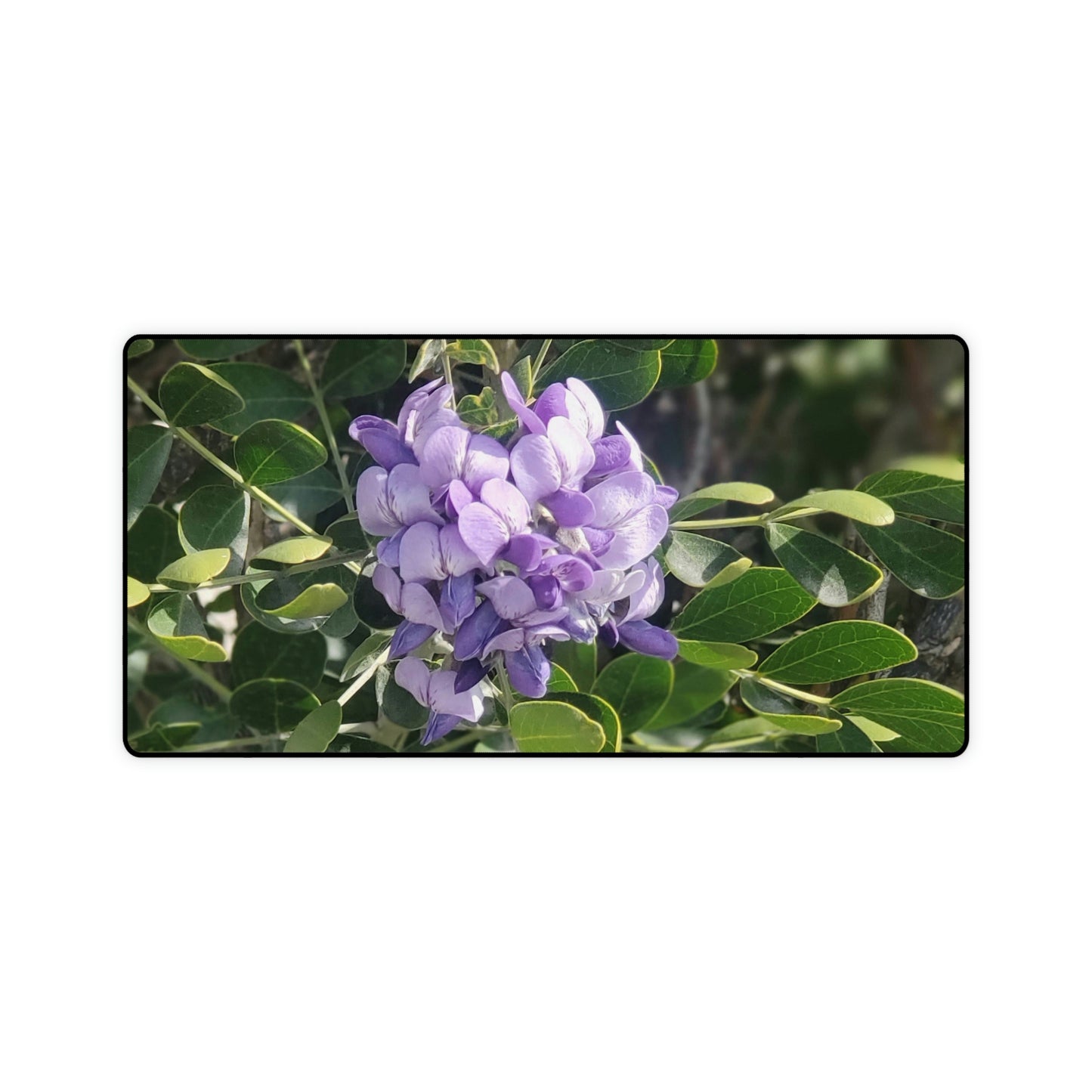 Purple Texas Mountain Laurel | Desk Mat