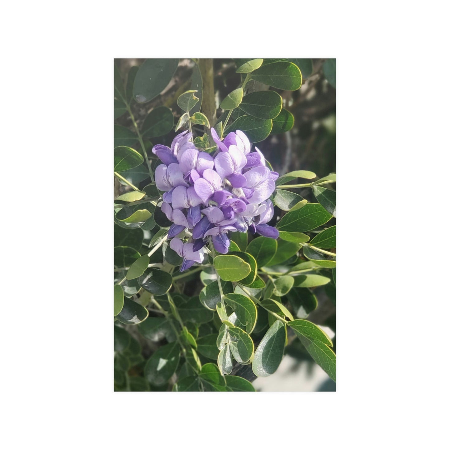 Purple Texas Mountain Laurel | Satin Posters (210gsm)