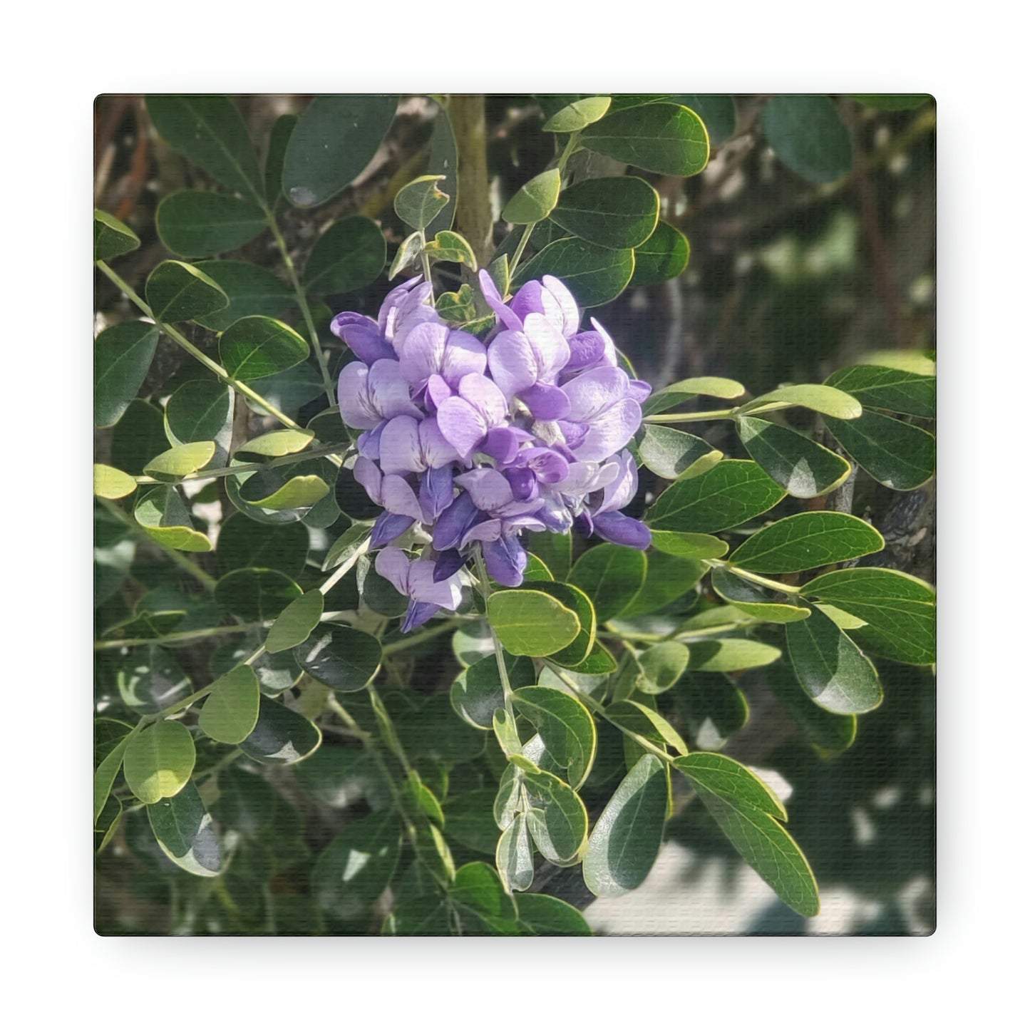 Purple Texas Mountain Laurel | Wall Art Canvas