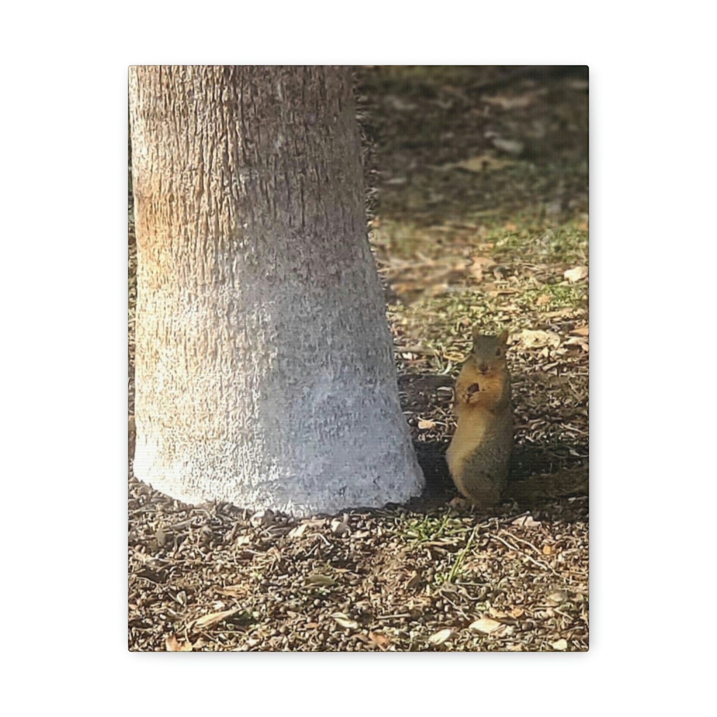 Squirrel and A Nut | Wall Art Print | Urban Geographic Collection | Life By Ortavia