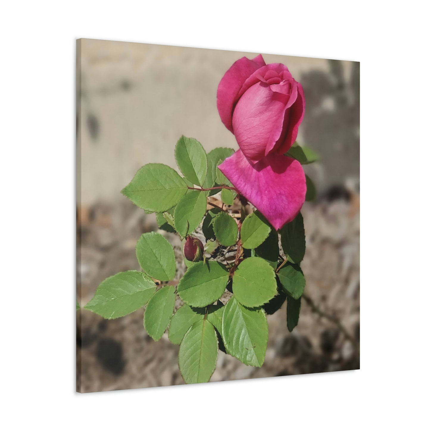 Dear Pink Rosa | High Bloom Collection | Canvas | Life By Ortavia