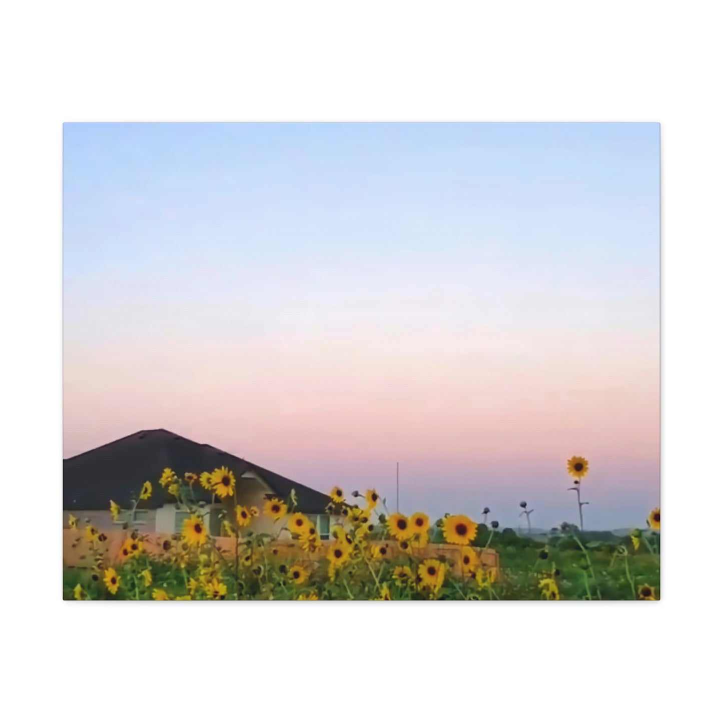 Sunflowers and a Rainbow Sky Canvas Gallery Wraps