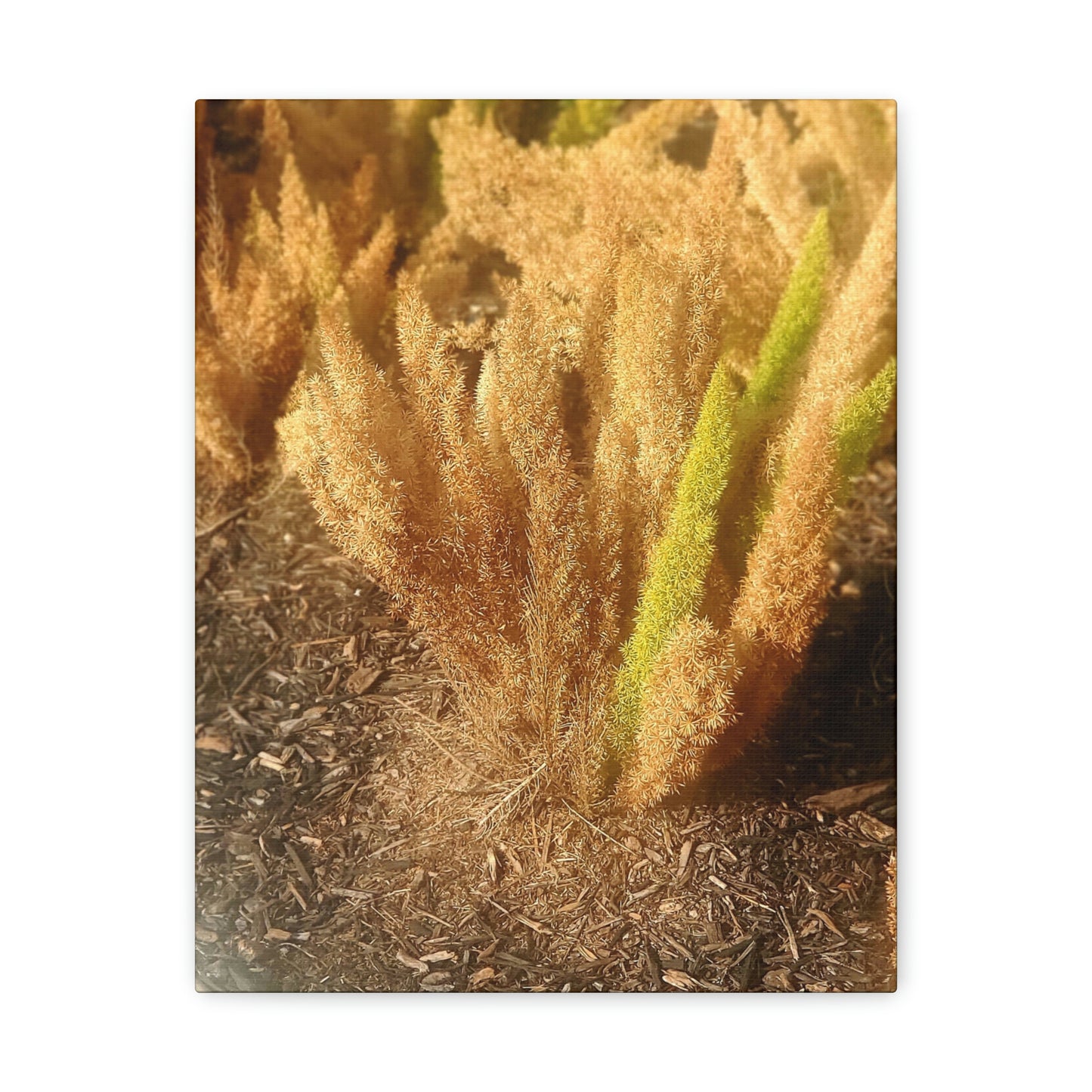 Golden Foxtail Fern | Wall Art Canvas | High Bloom Collection | Life By Ortavia
