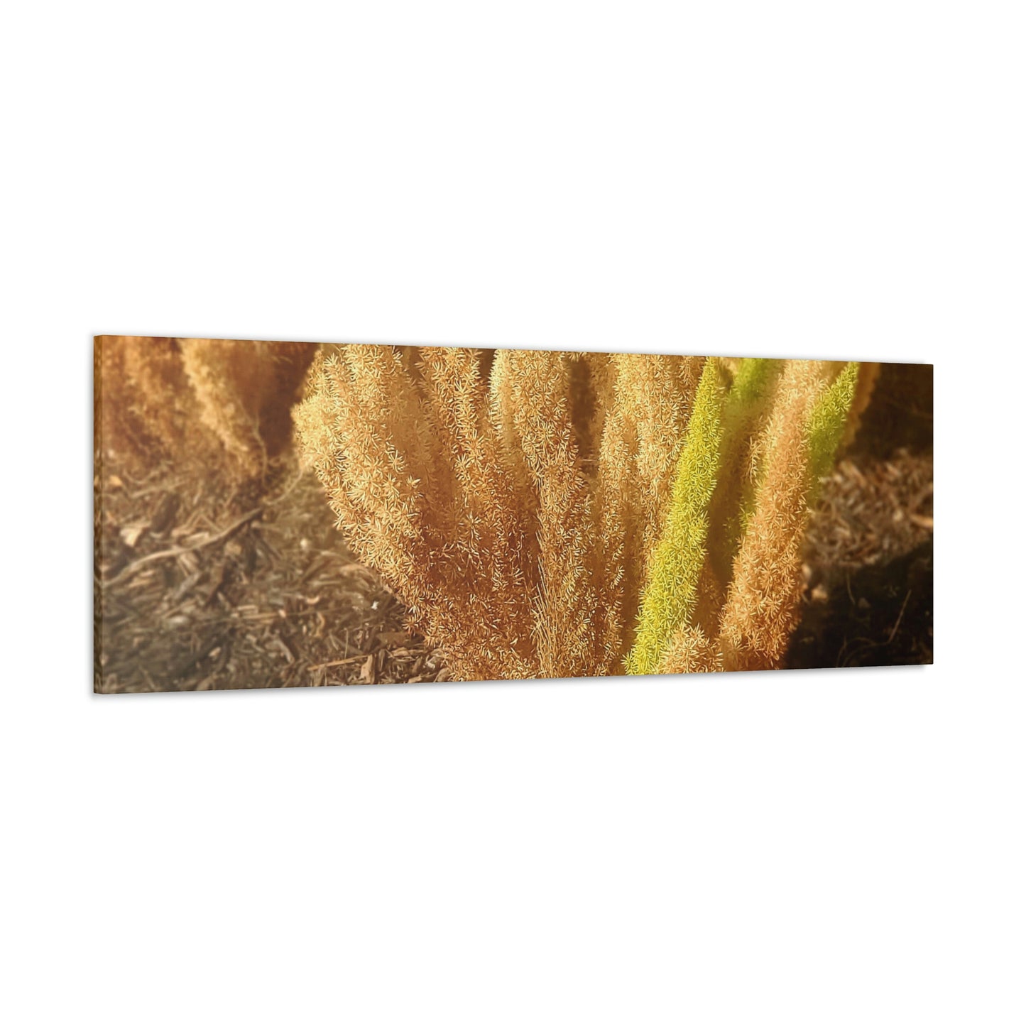 Golden Foxtail Fern | Wall Art Canvas | High Bloom Collection | Life By Ortavia