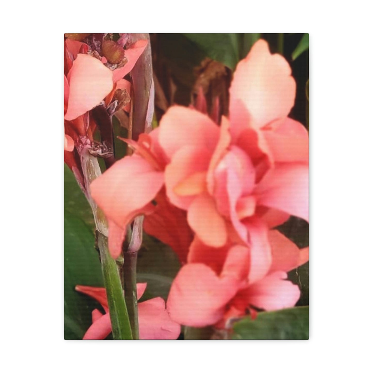 Art Prints & Wall Art, Canvas Gallery with Pink Canna Flower