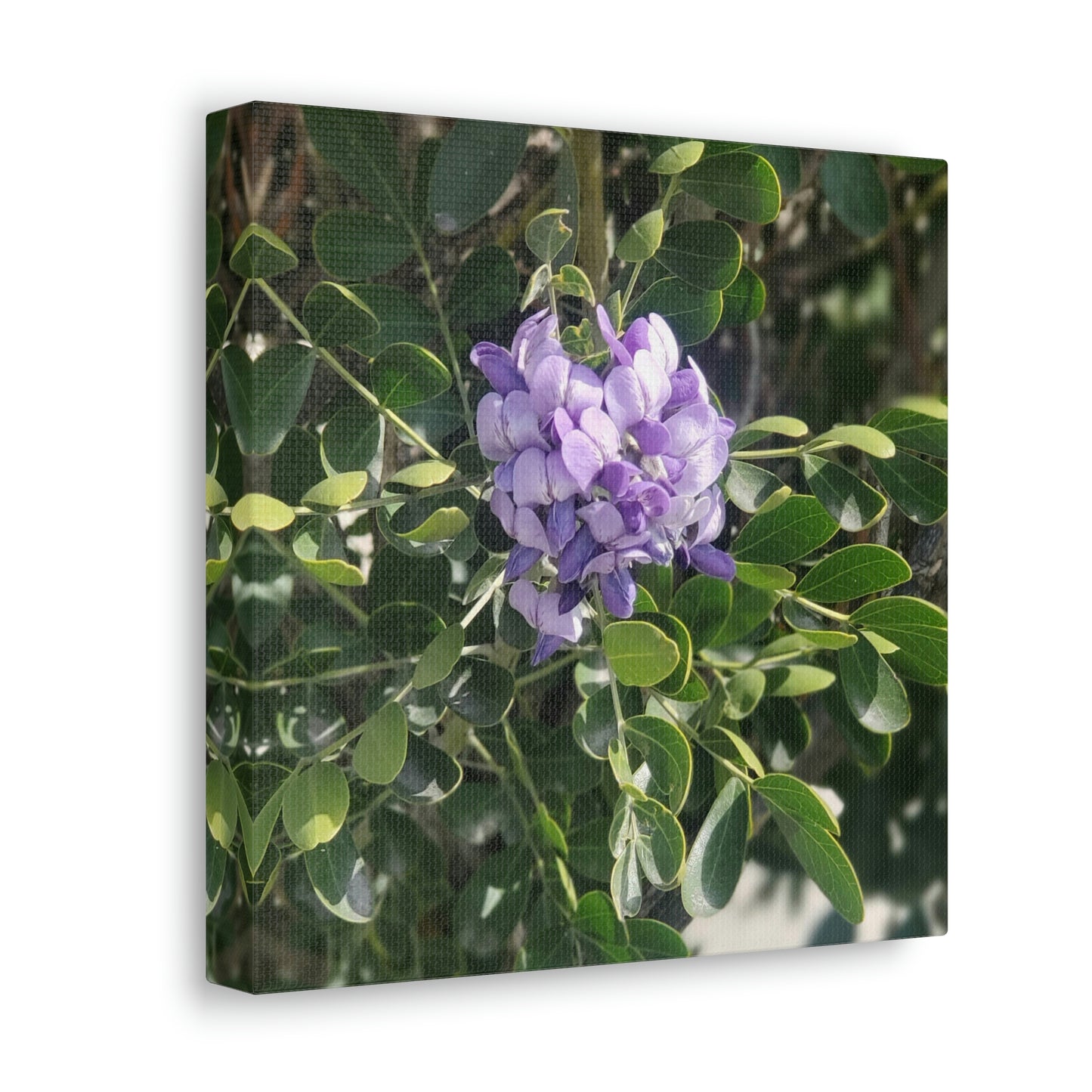 Purple Texas Mountain Laurel | Wall Art Canvas