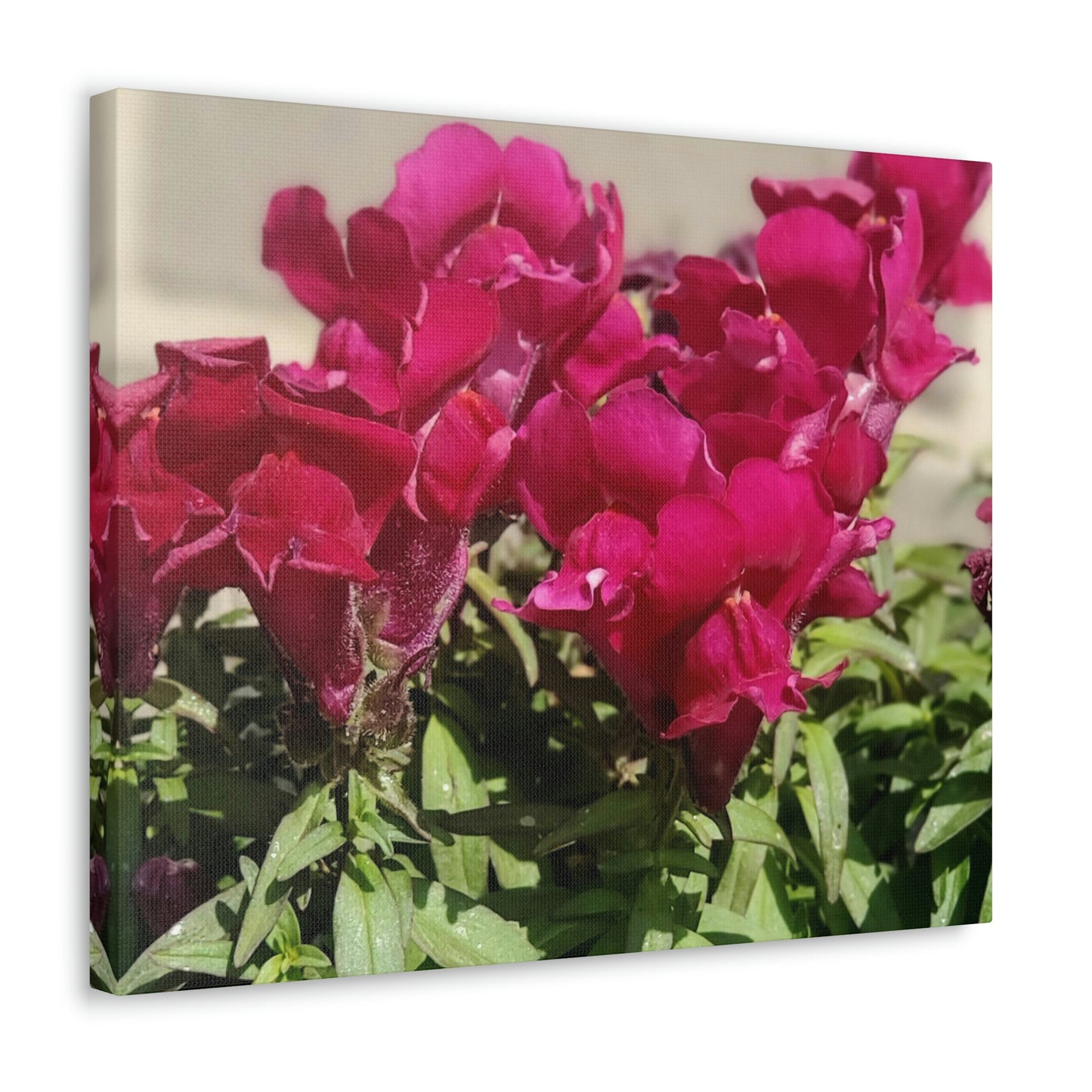Magenta Snapdragon | Wall Art Canvas | High Bloom Collection | Life By Ortavia