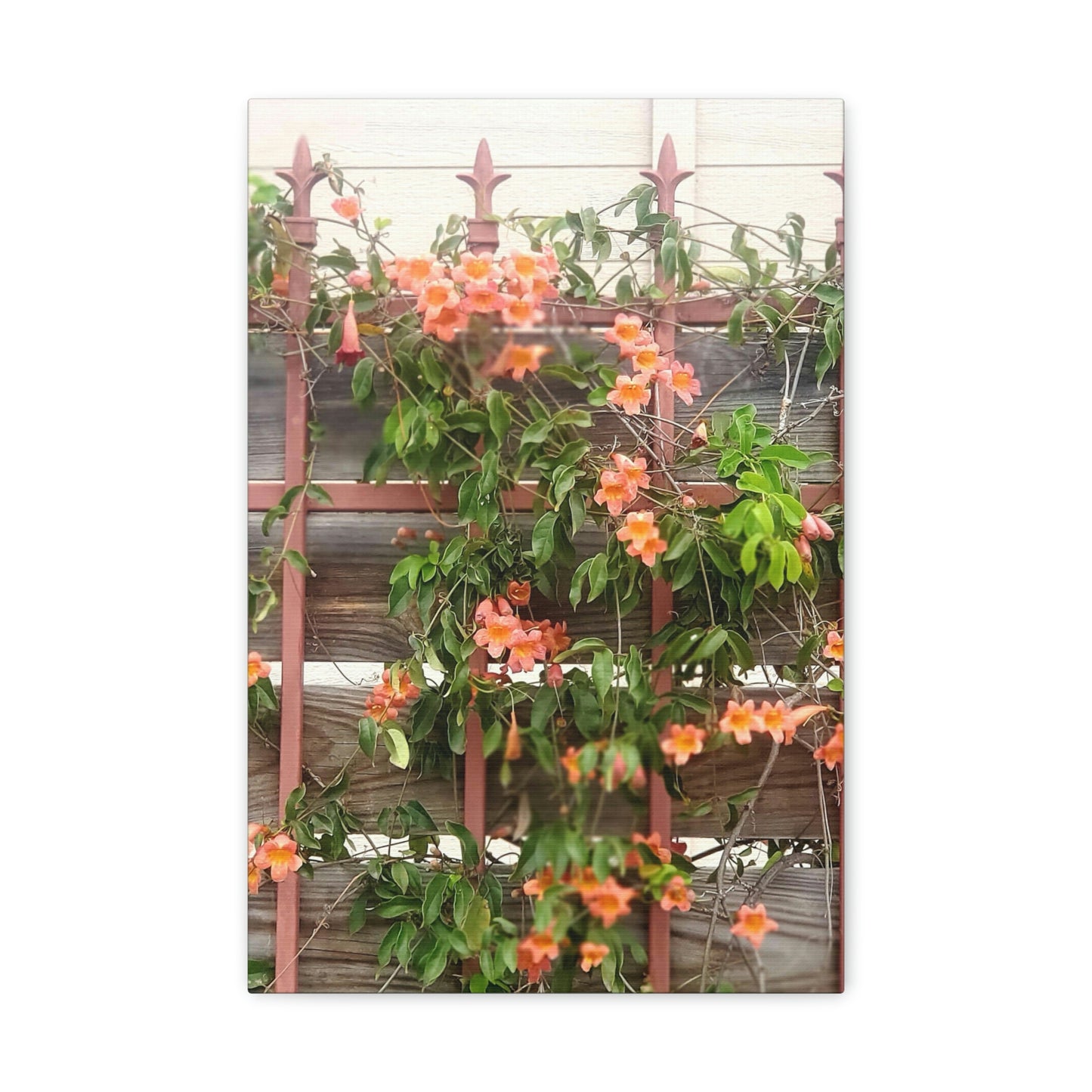 Flowers On A Rugged Fence | Wall Art Canvas | High Bloom Collection | Life By Ortavia