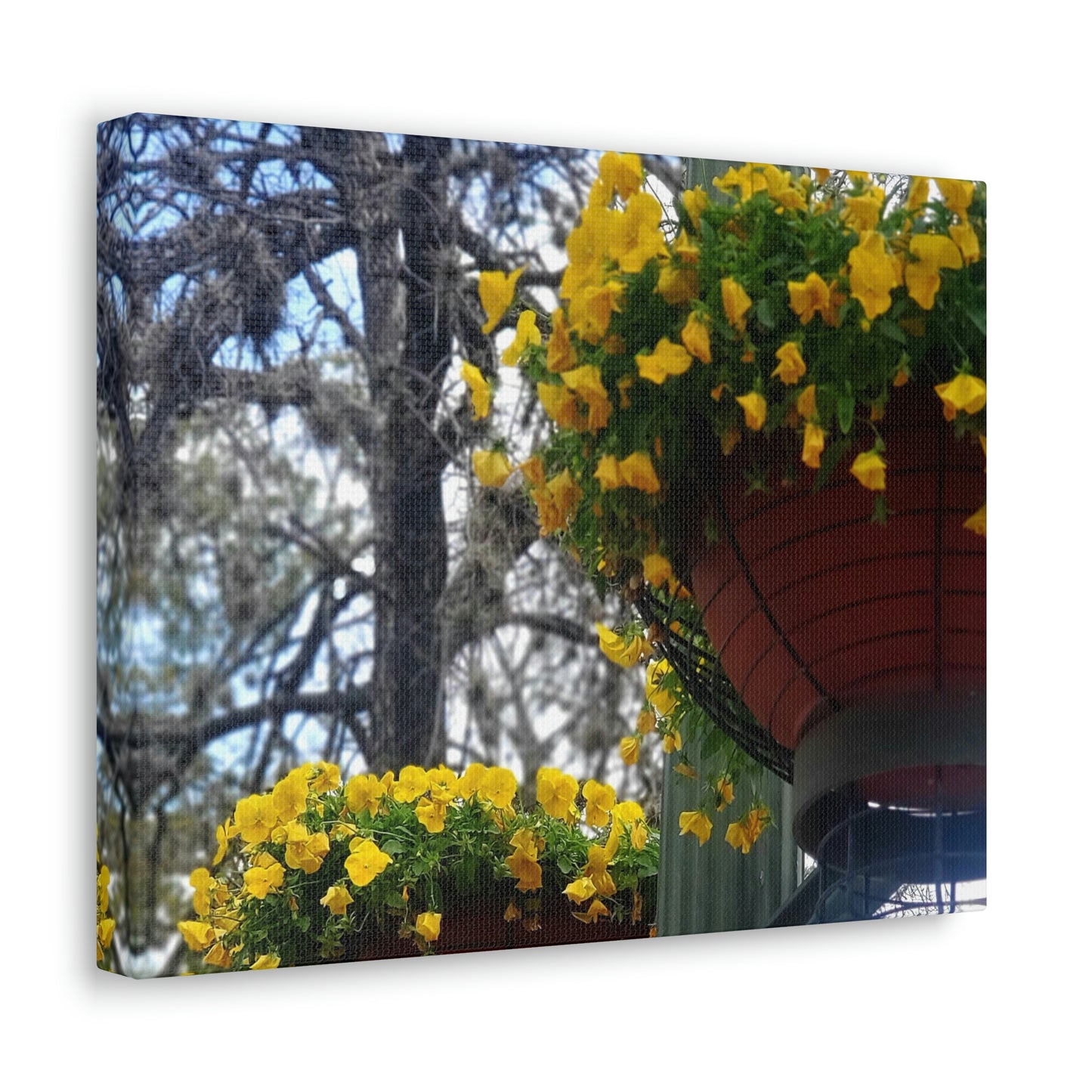 Yellow Pansies Downtown | Wall Art Canvas | High Bloom Collection | Life By Ortavia