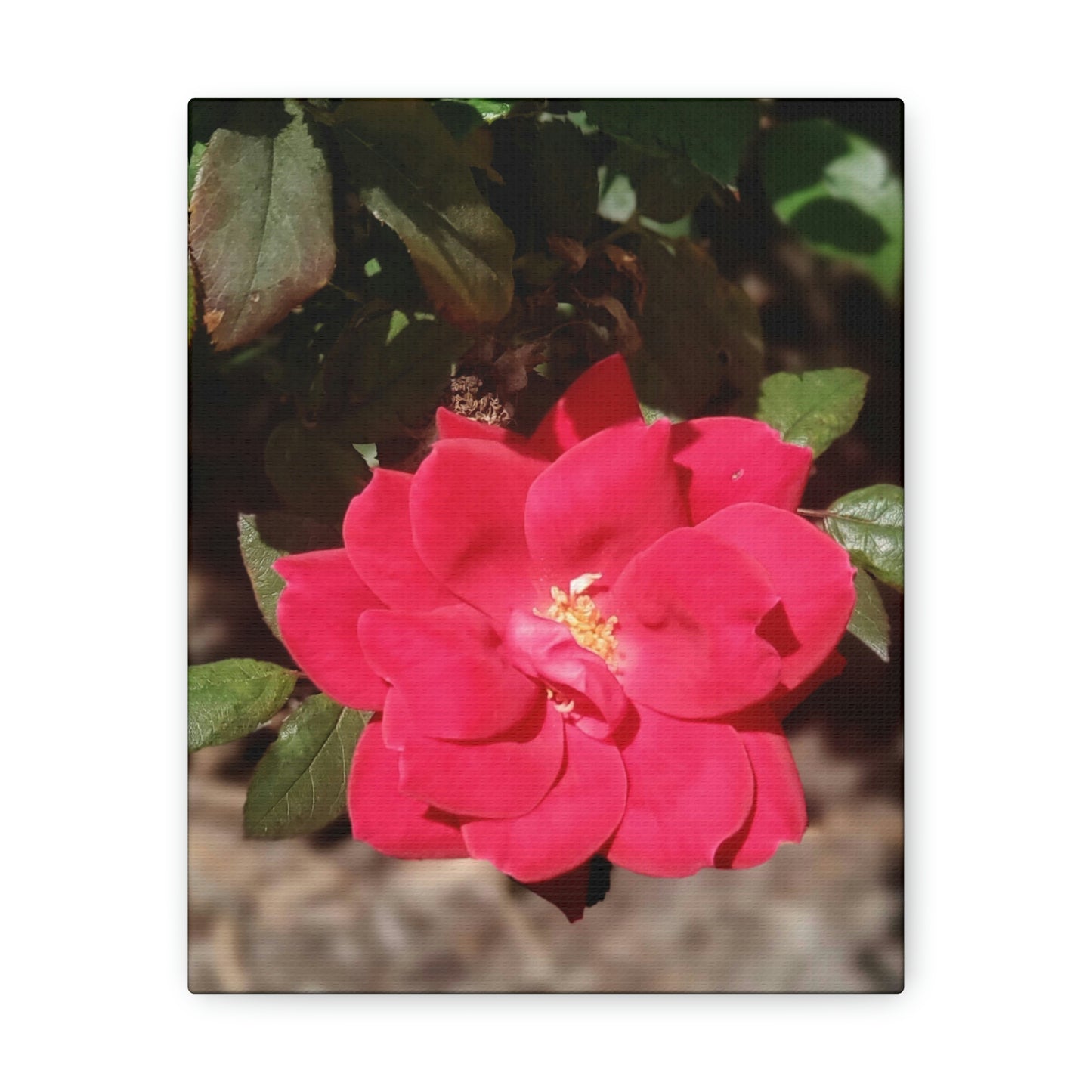 Knockout | Wall Art Print | High Bloom Collection | Life By Ortavia
