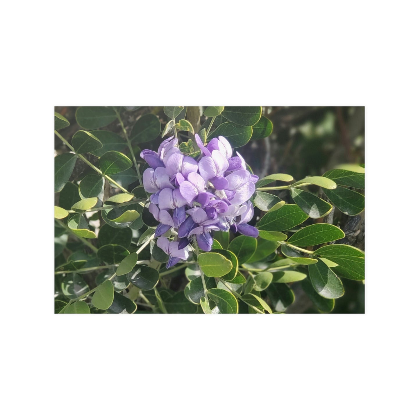 Purple Texas Mountain Laurel | Satin Posters (210gsm)