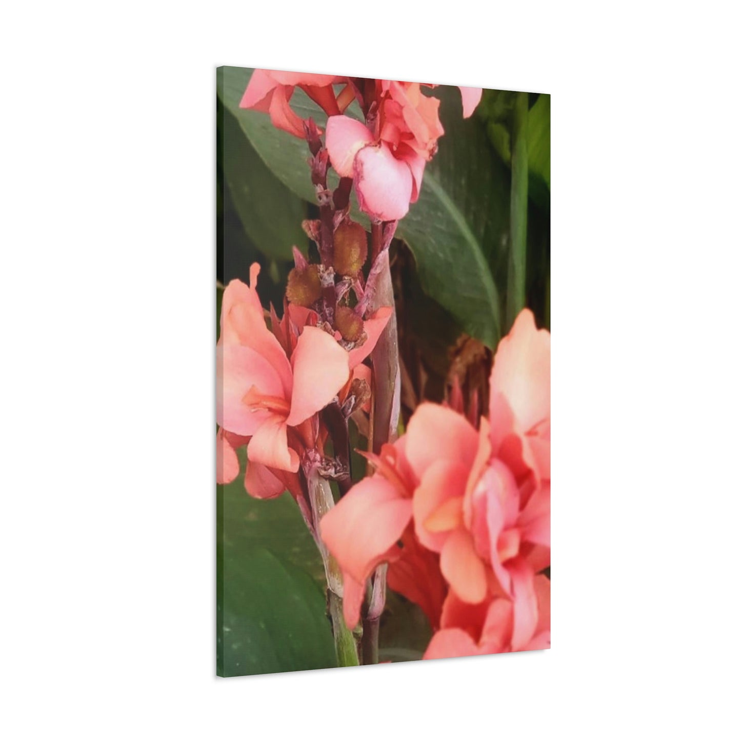 Art Prints & Wall Art, Canvas Gallery with Pink Canna Flower