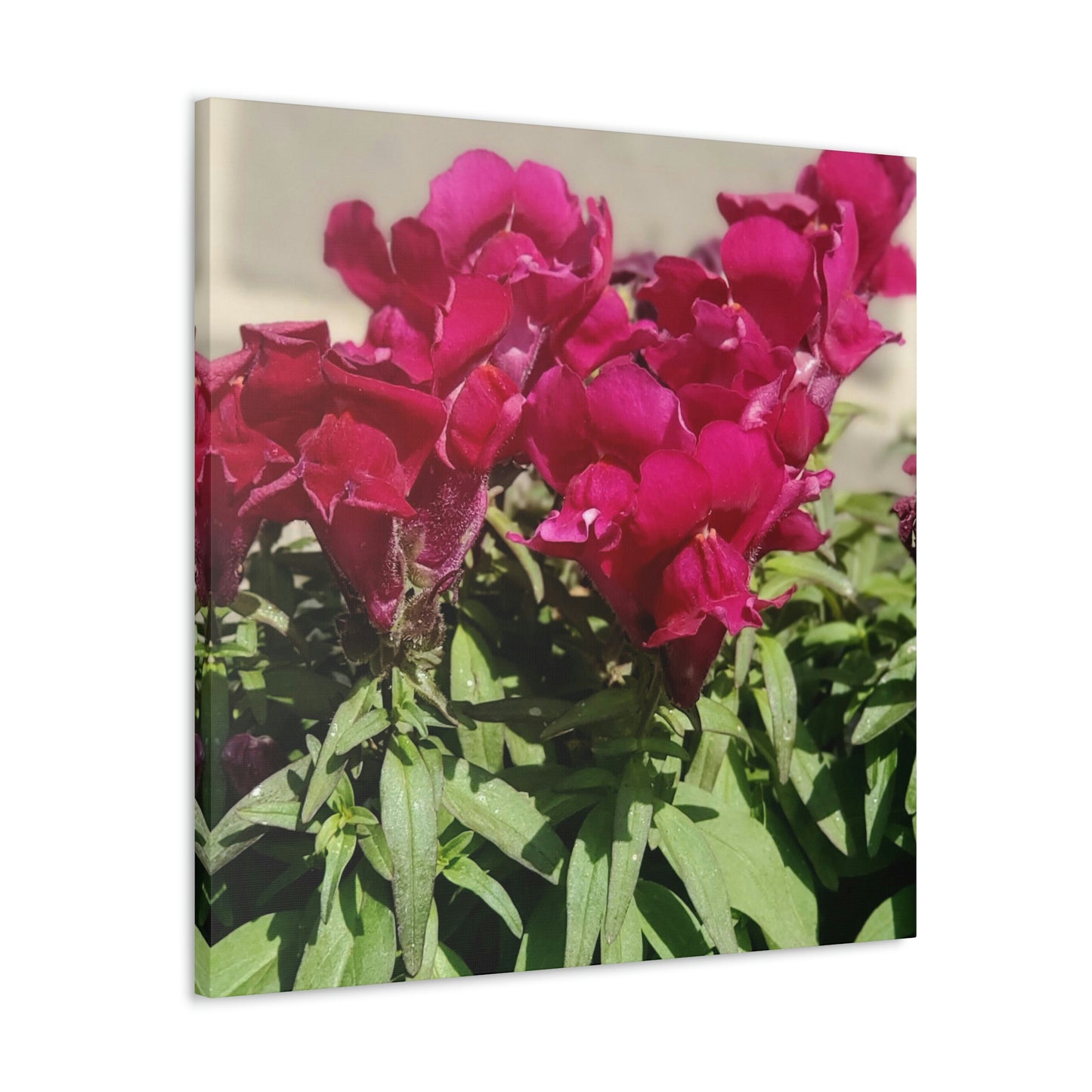 Magenta Snapdragon | Wall Art Canvas | High Bloom Collection | Life By Ortavia