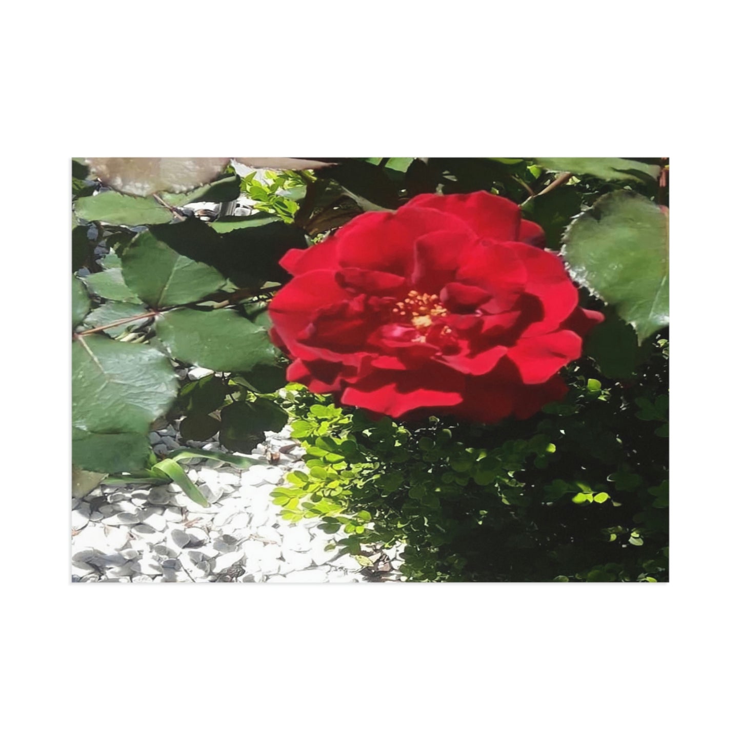 Europeana Red Rose Fine Art Postcards