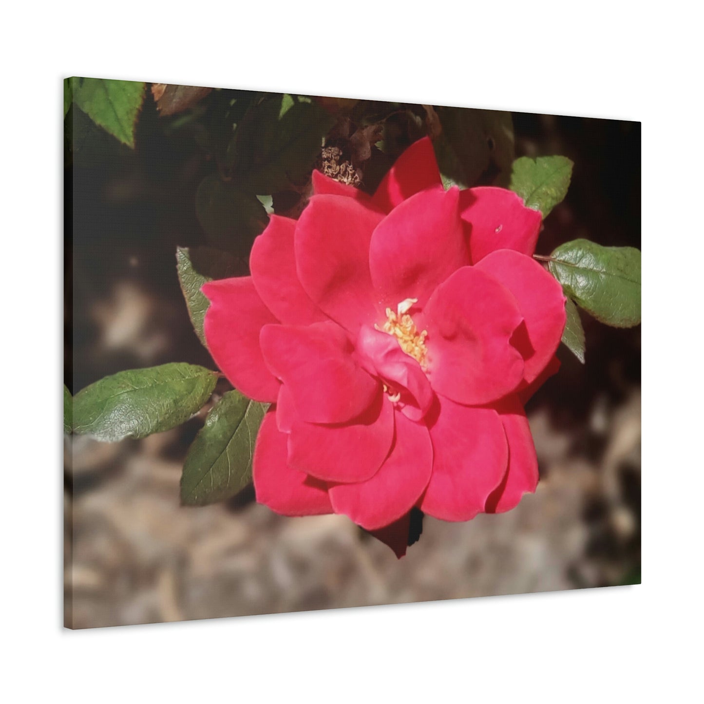 Knockout | Wall Art Print | High Bloom Collection | Life By Ortavia