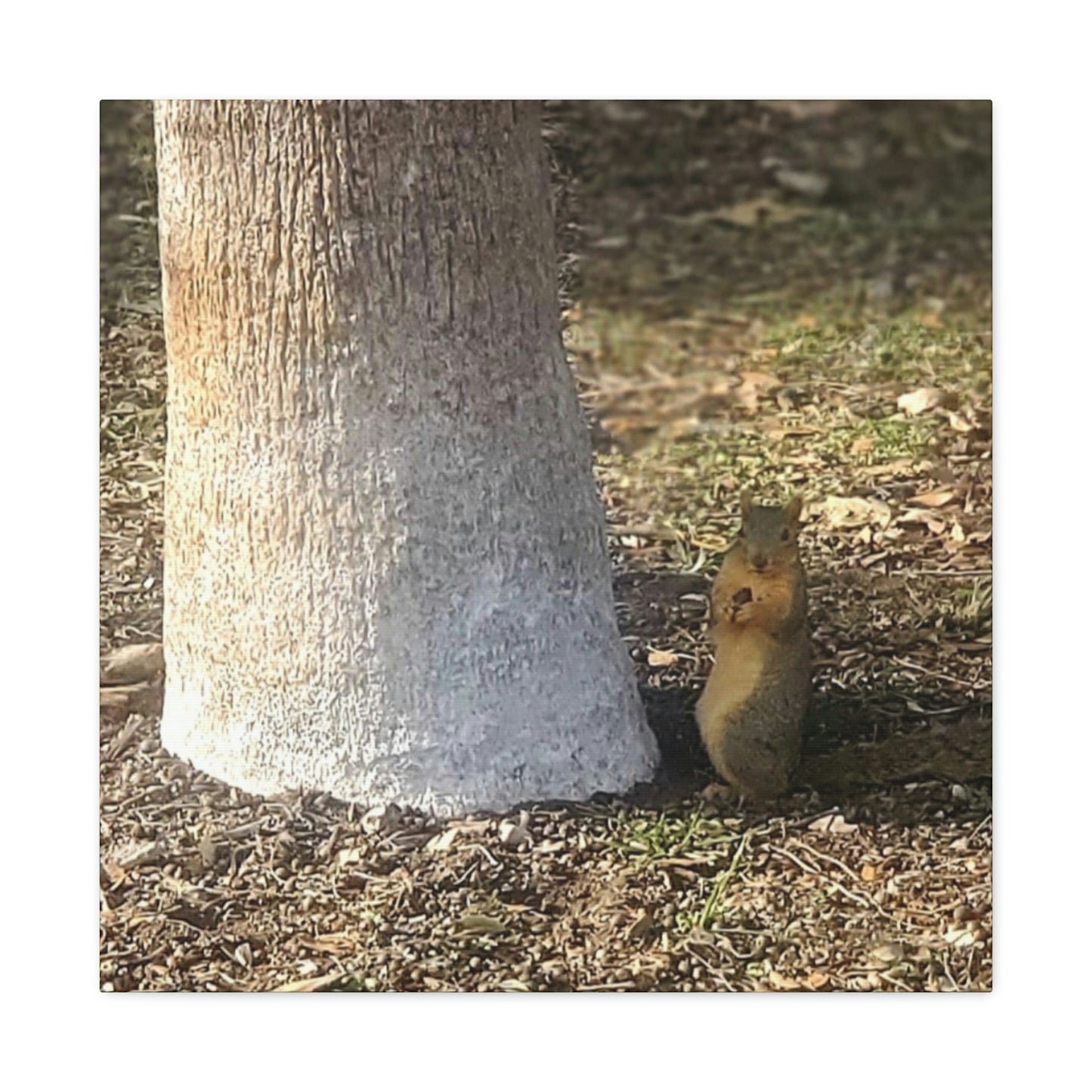Squirrel and A Nut | Wall Art Print | Urban Geographic Collection | Life By Ortavia