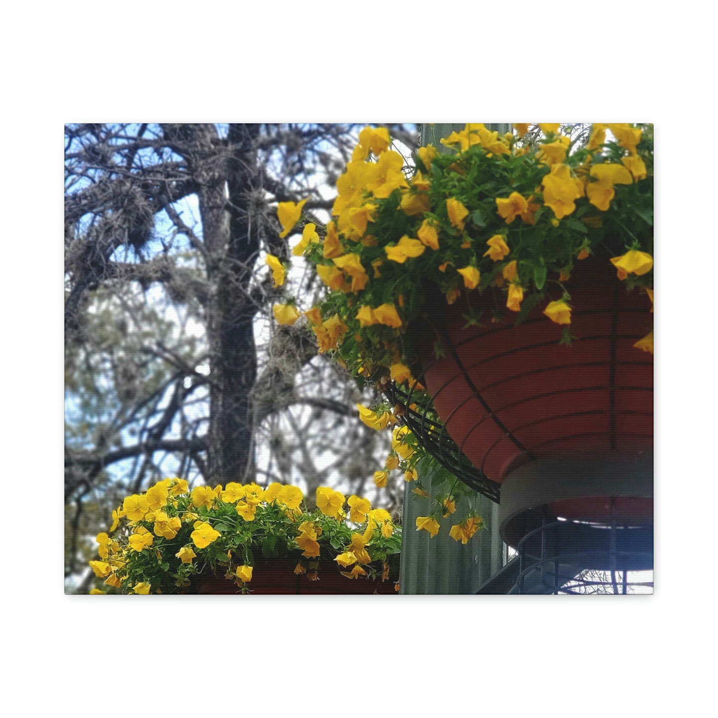 Yellow Pansies Downtown | Wall Art Canvas | High Bloom Collection | Life By Ortavia