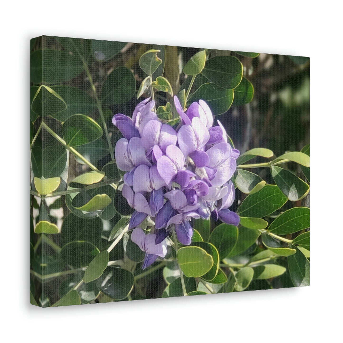 Purple Texas Mountain Laurel | Wall Art Canvas