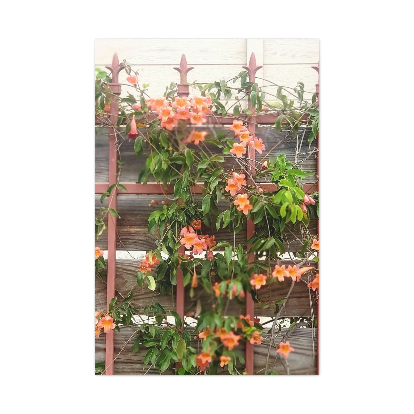 Flowers On A Rugged Fence | Wall Art Canvas | High Bloom Collection | Life By Ortavia