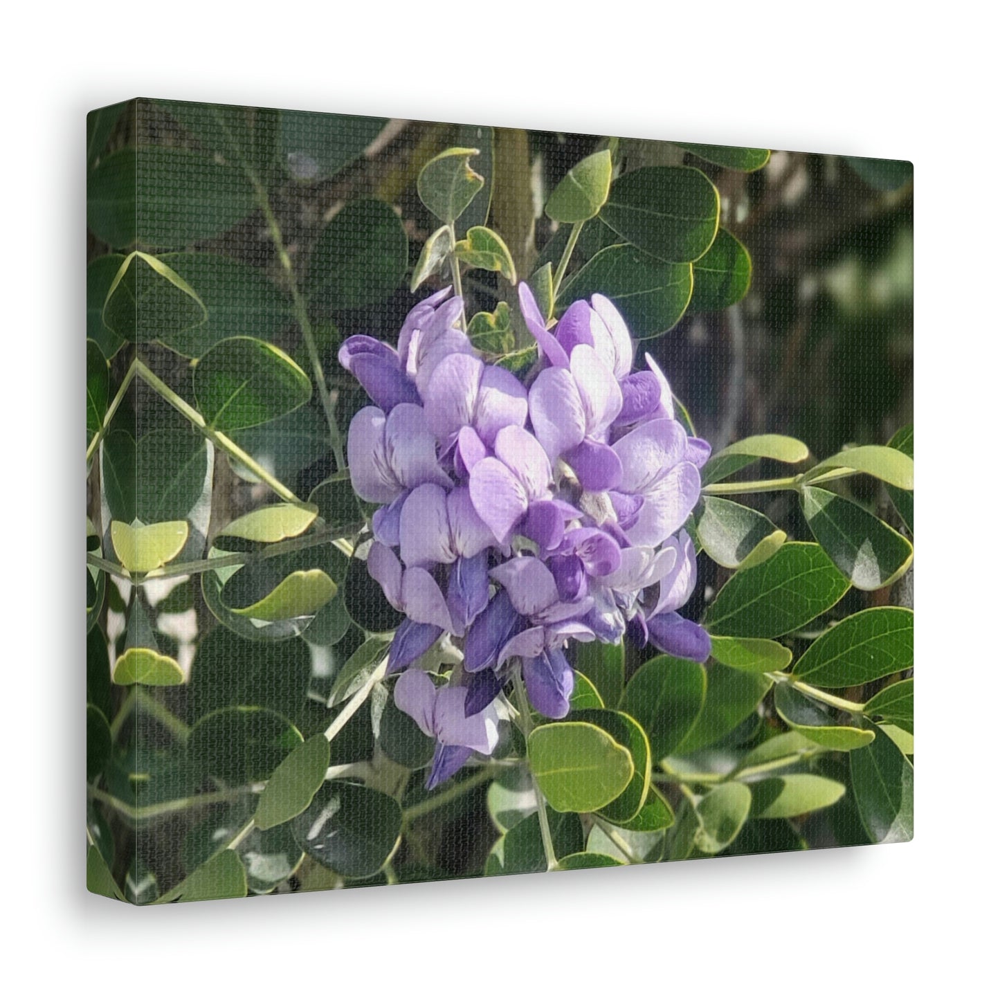 Purple Texas Mountain Laurel | Wall Art Canvas